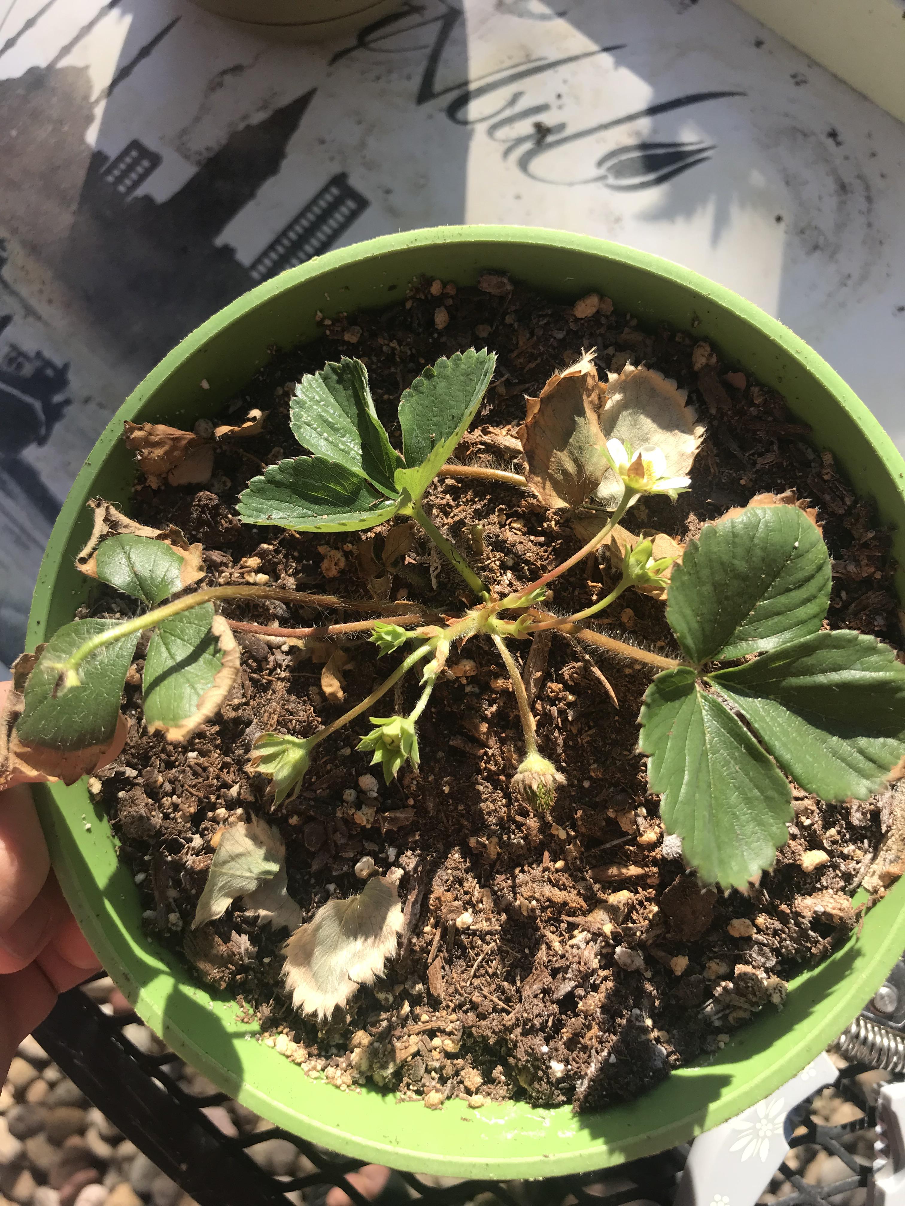Why is my strawberry plant dying? r/plantclinic