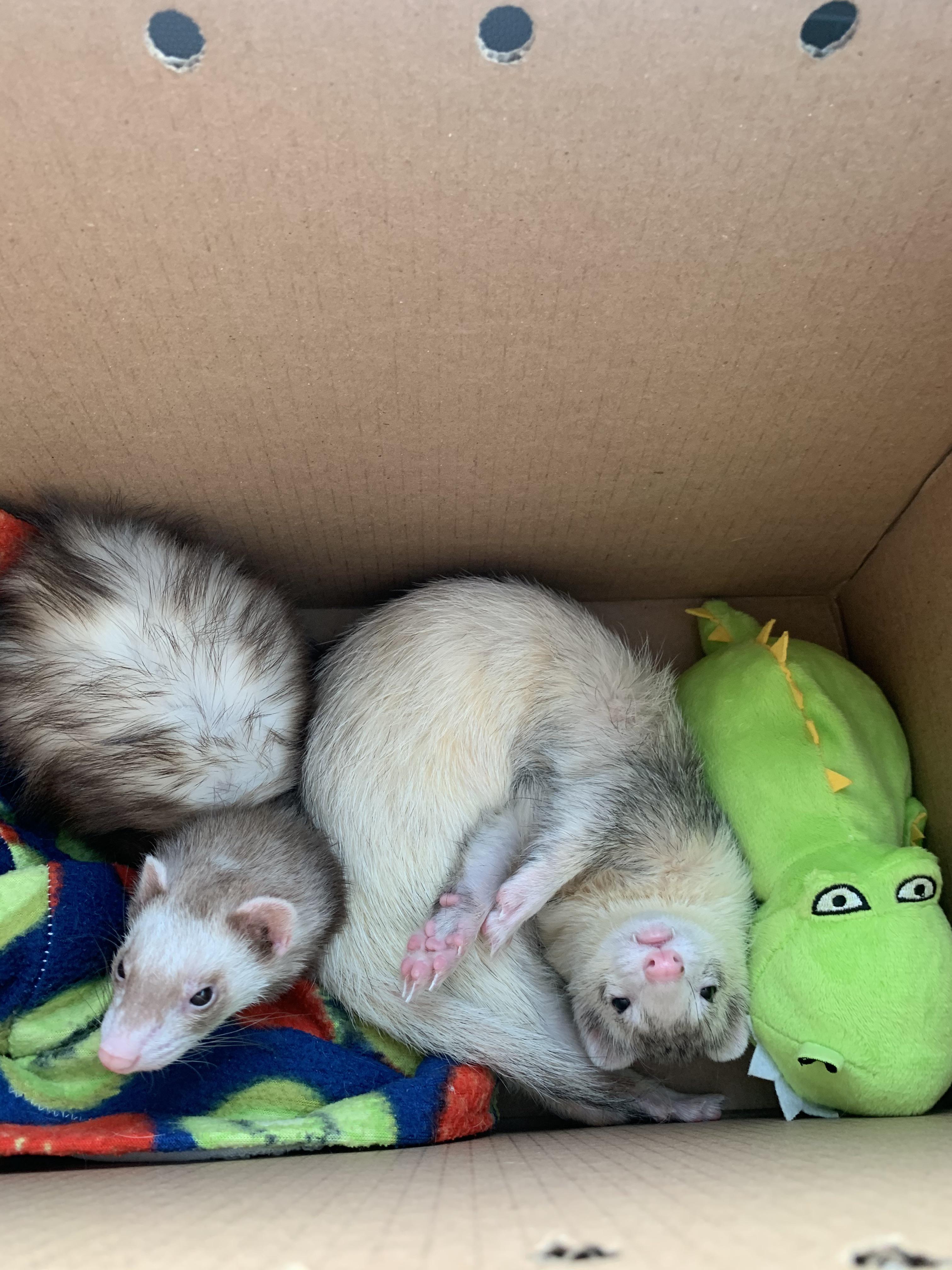 henlo mommy am cute pz ignore the poop outside the litter box r/ferrets