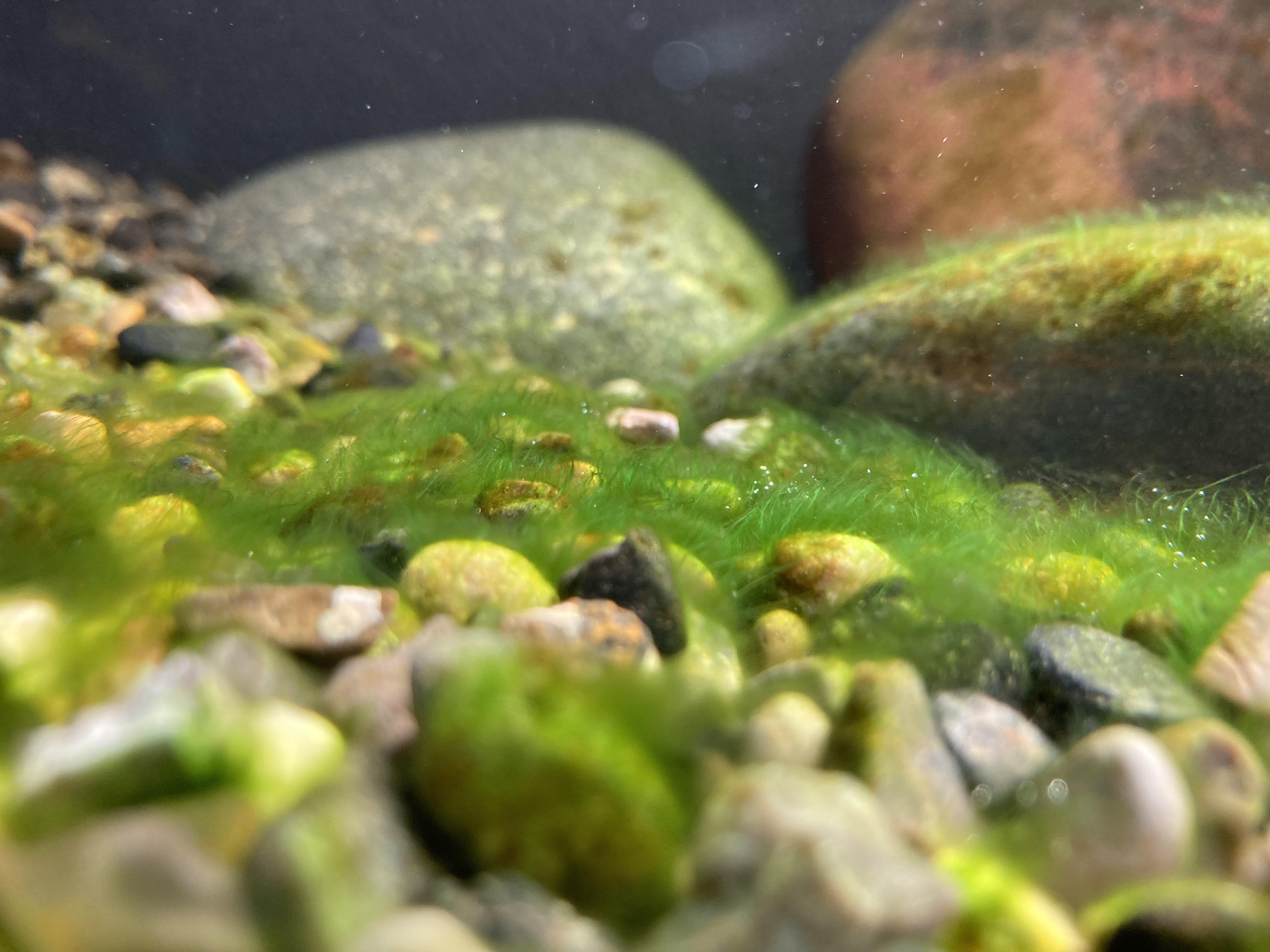 Who else here likes green hair algae? r/Aquariums