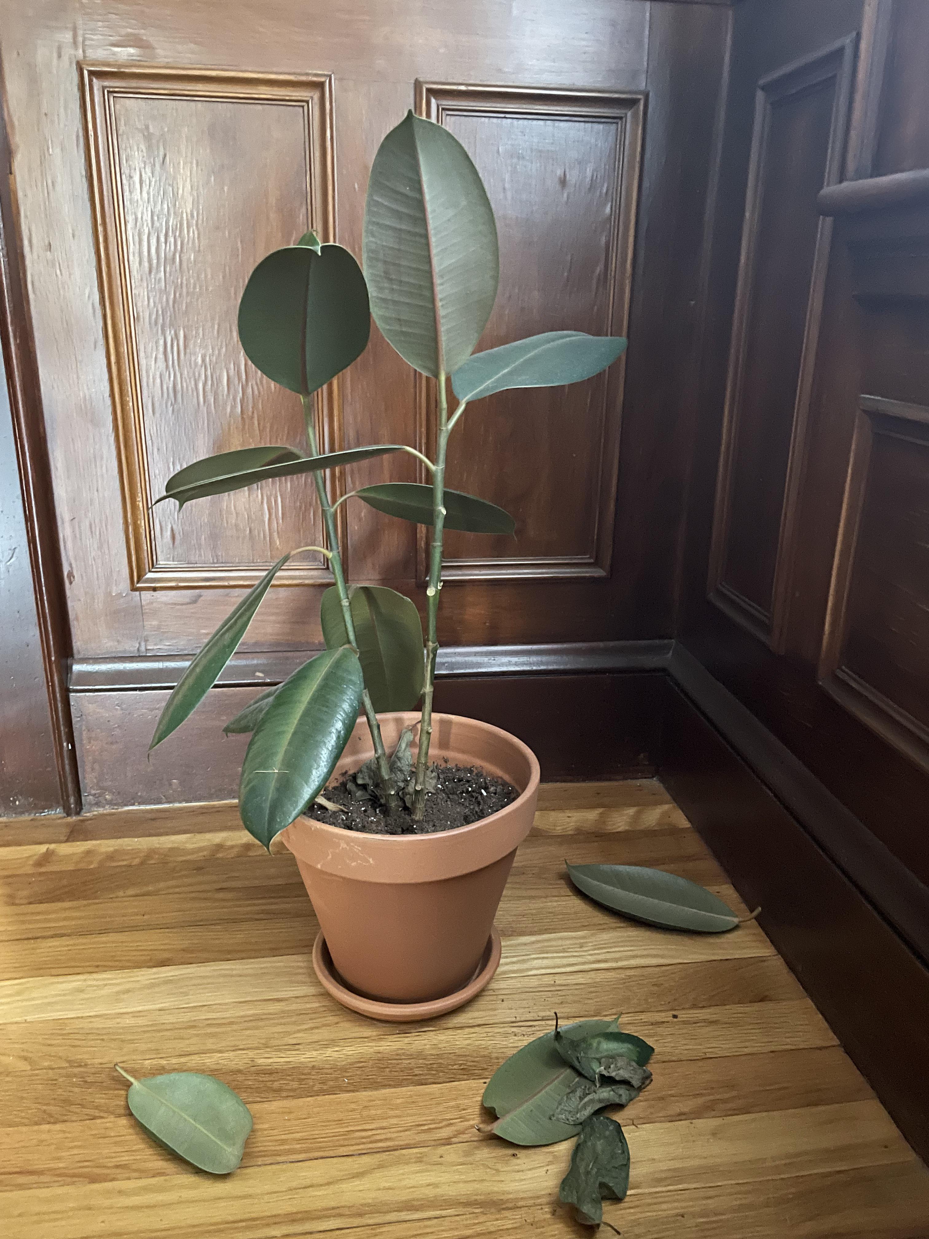 Why is my rubber plant so sad? Is it winter or is it me? plantclinic