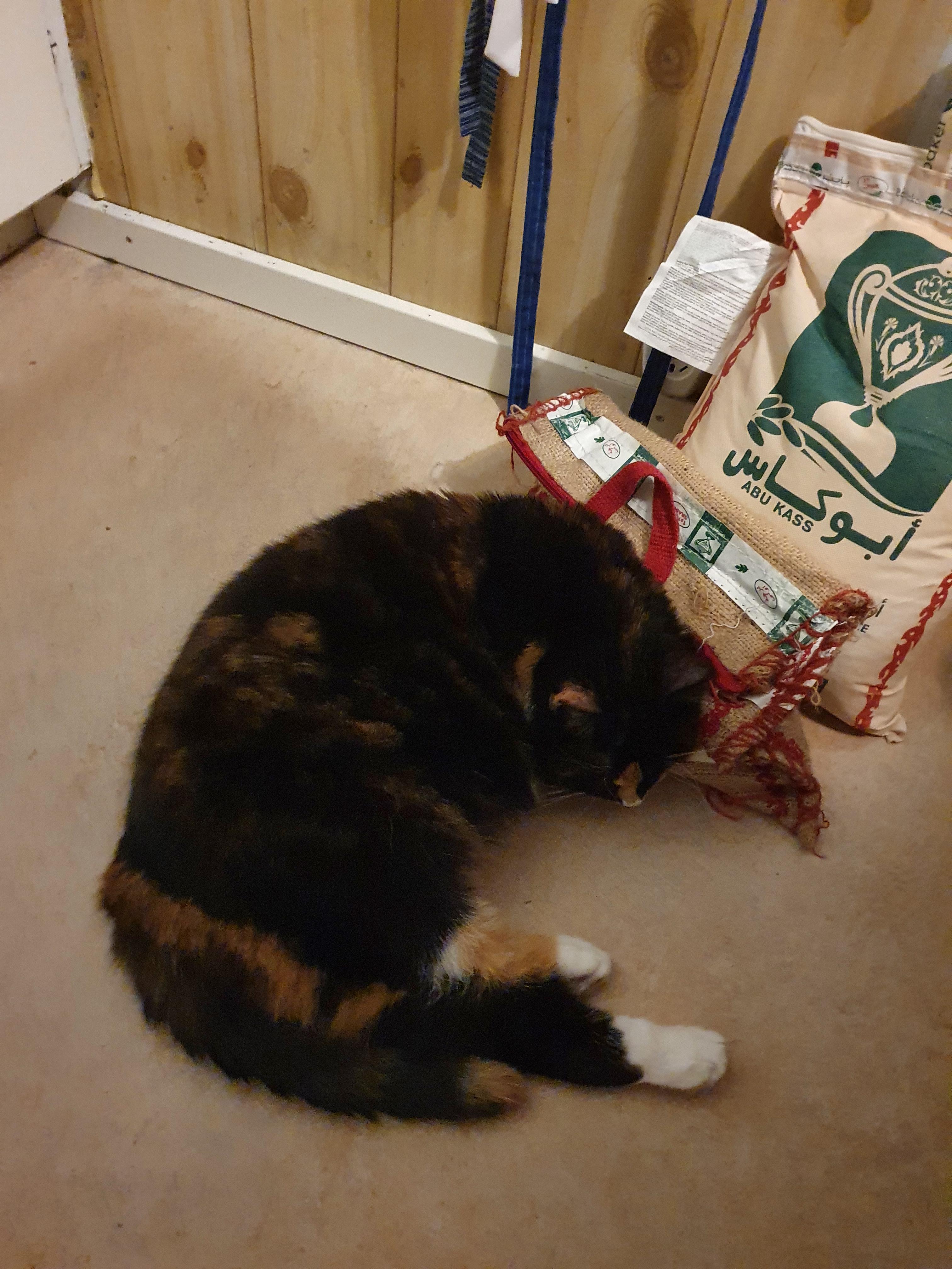 Why does my cat love sleeping on the rice bag? r/cats