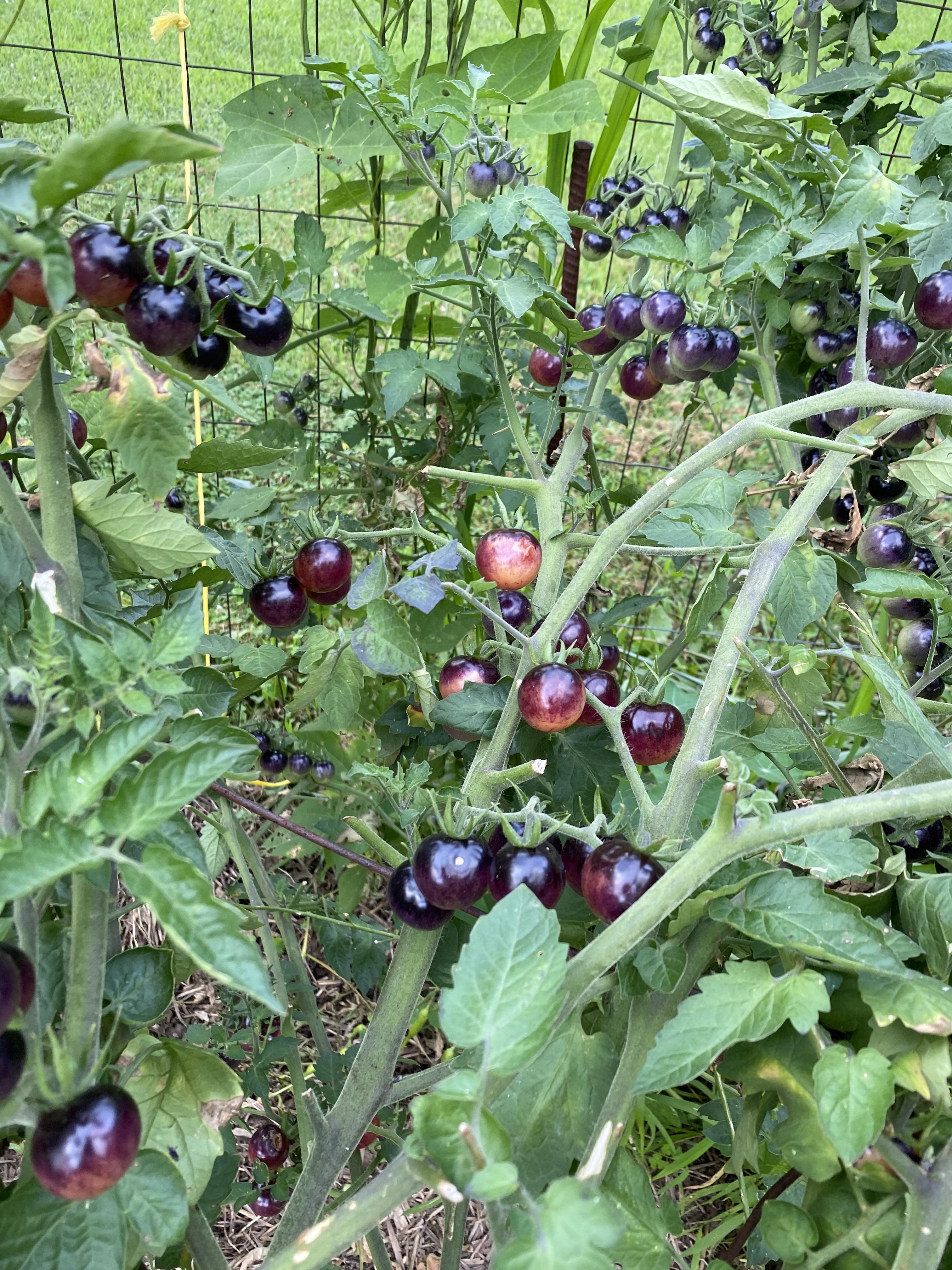 66 best Black Krim images on Pholder Gardening, Tomatoes and