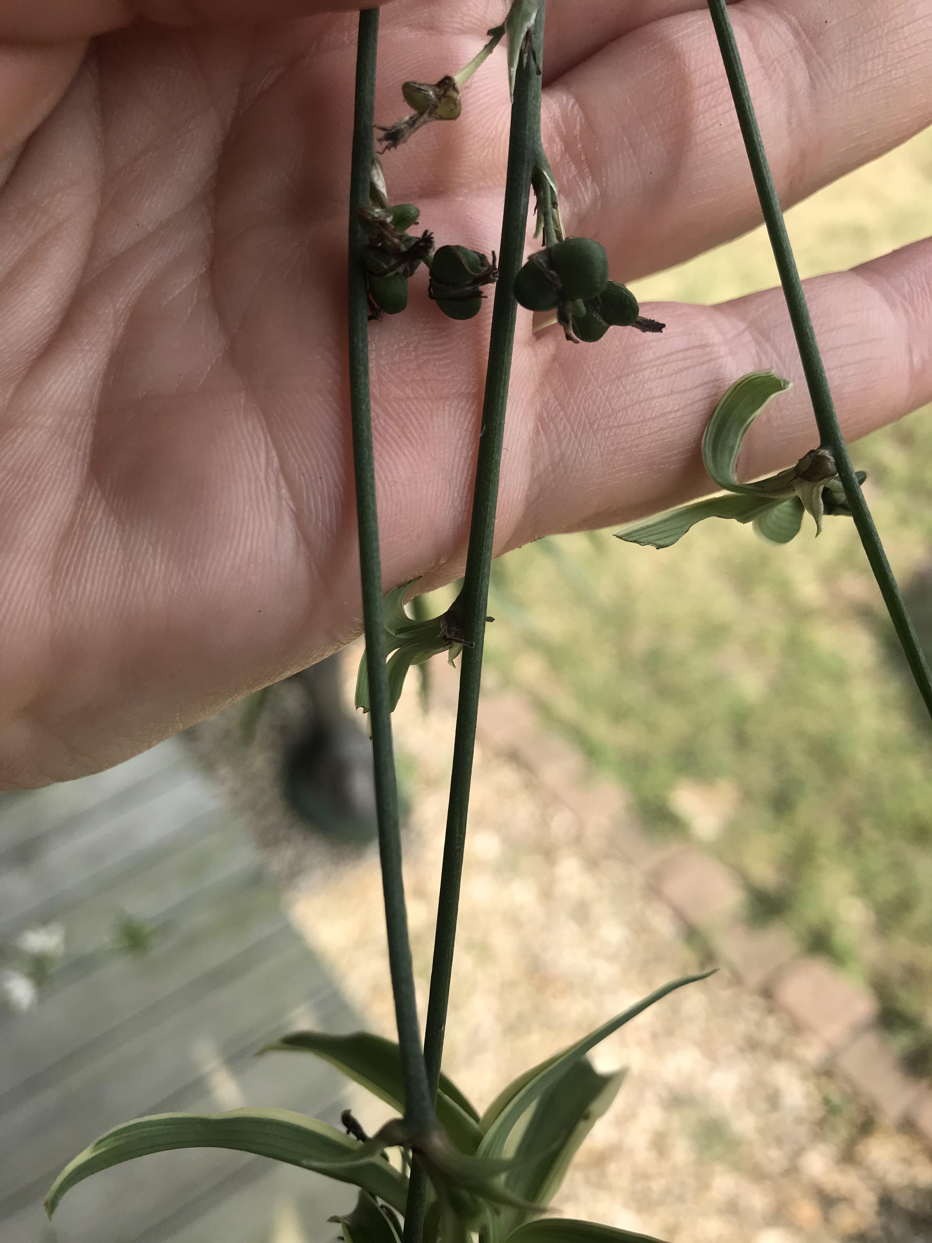 Spider plant pushing out seed pods for a second summer! r/houseplants