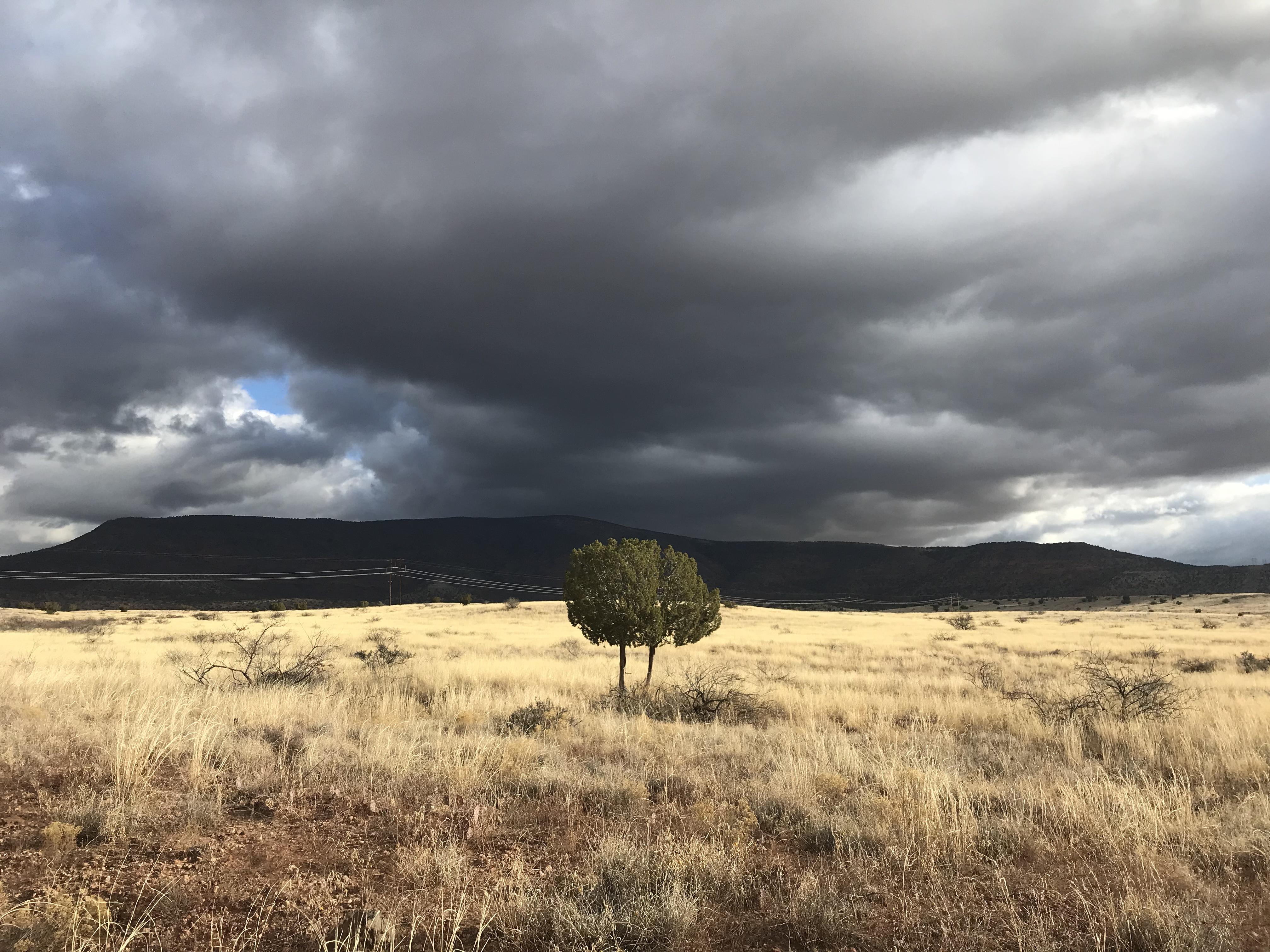 I took a picture of a tree. Near Cottonwood. r/arizona
