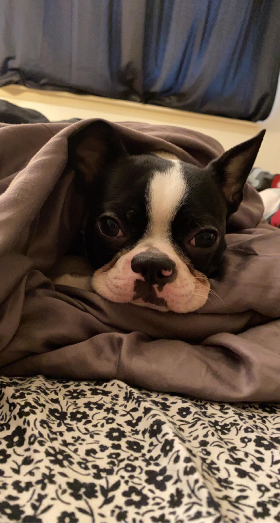 Alexa (u/postachild323) - Reddit