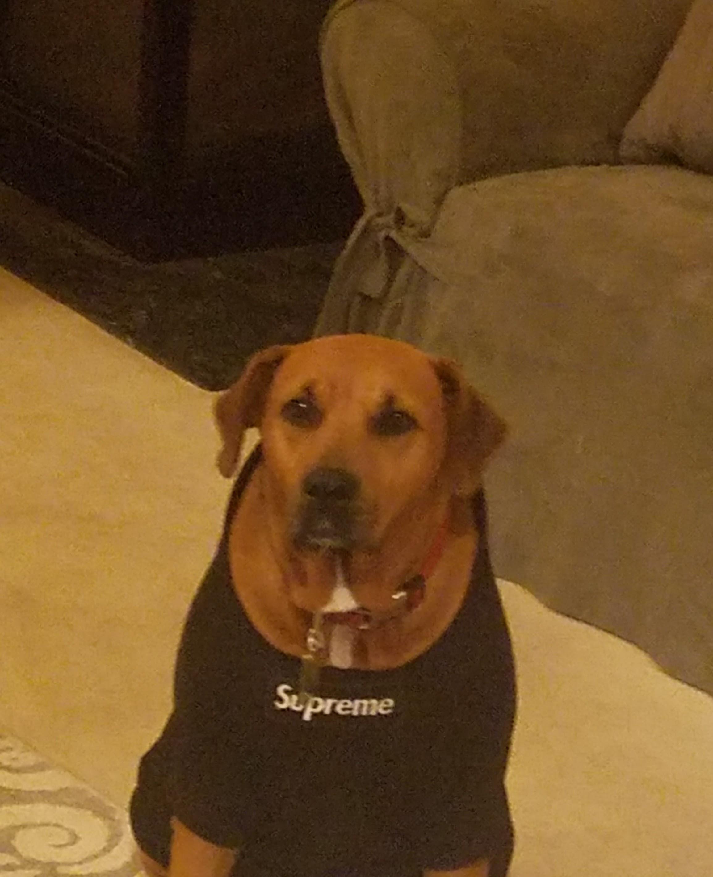 Dog Wearing Supreme Hoodie r/supremeclothing