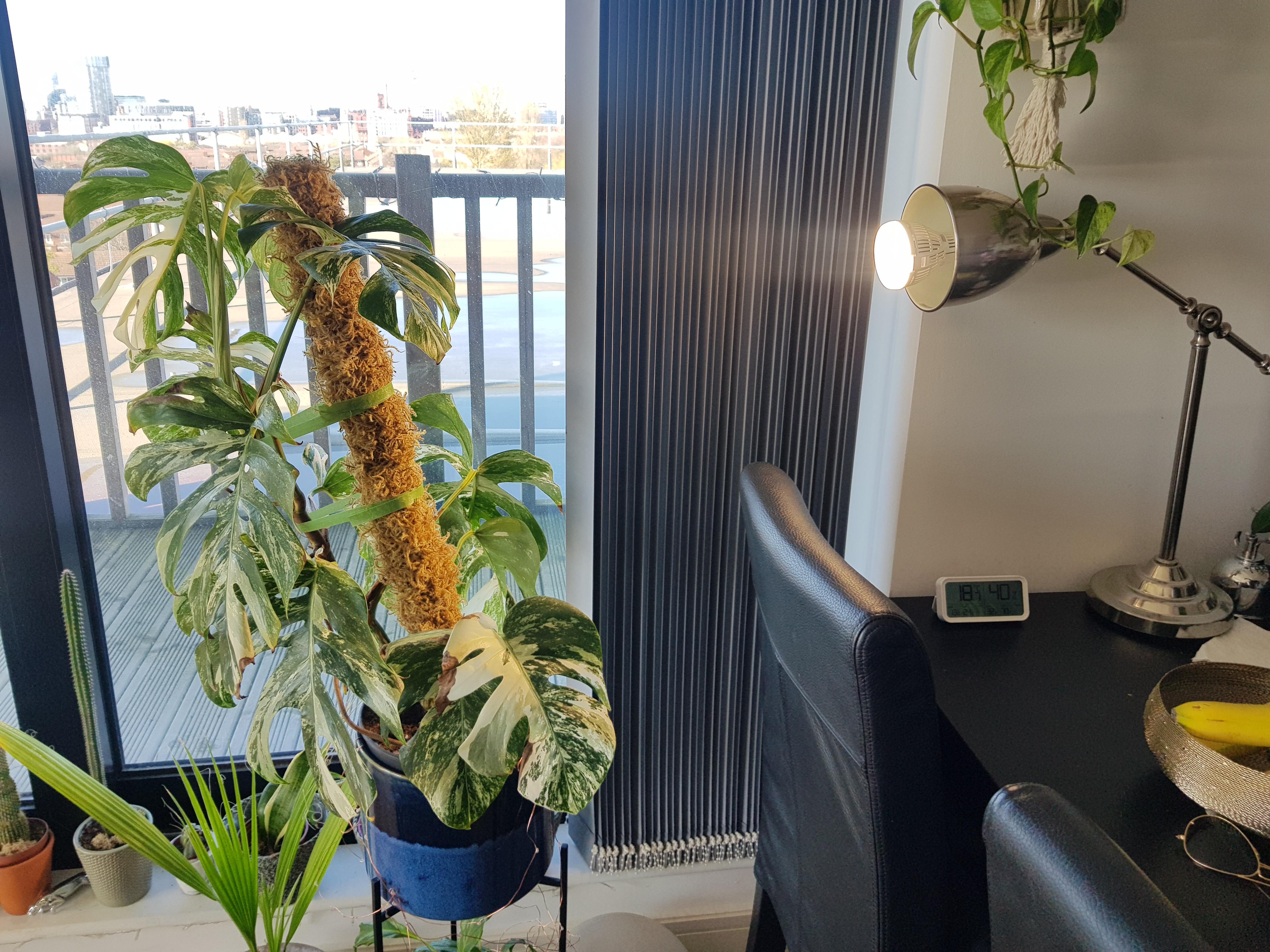 Monstera Under Grow Light atelieryuwa.ciao.jp