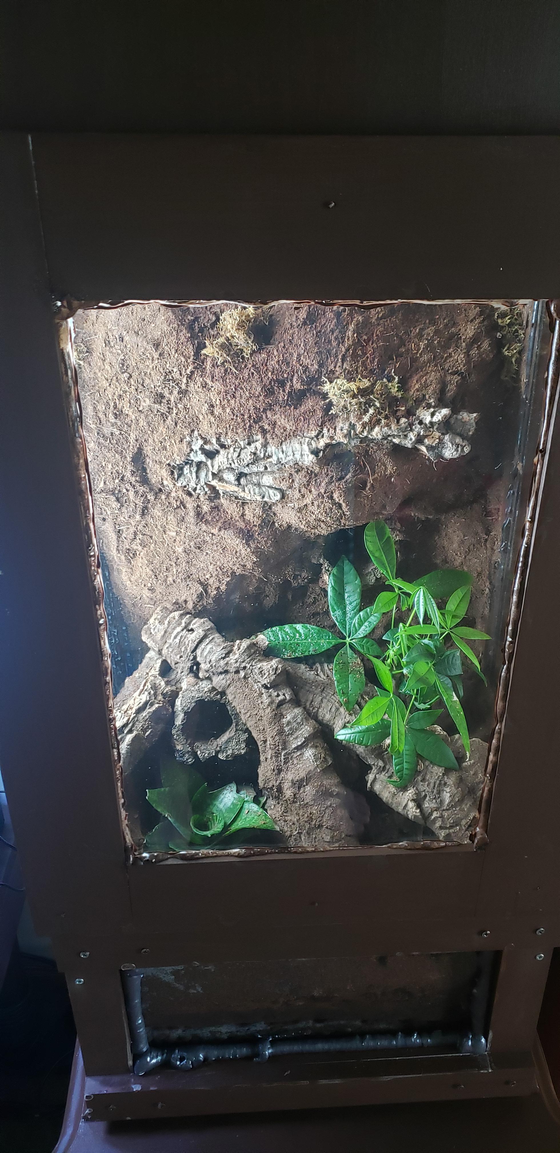 Crested Gecko vivarium I finished yesterday. Gonna let the little guy