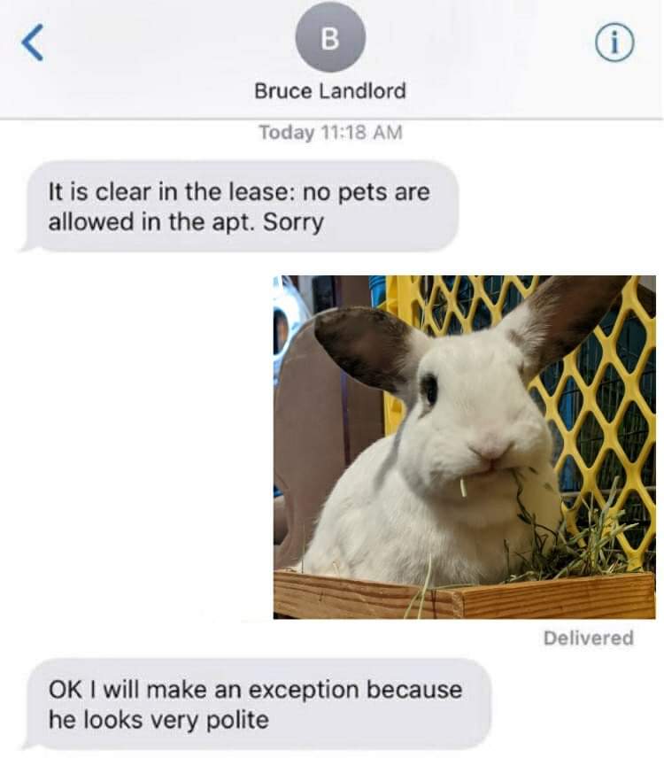 A very polite rabbit indeed r/Rabbits