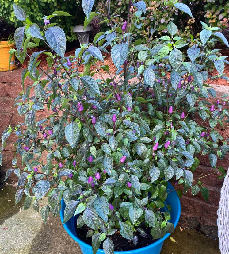 ID this pepper plant? Neighbor gave me a few of these, she just called