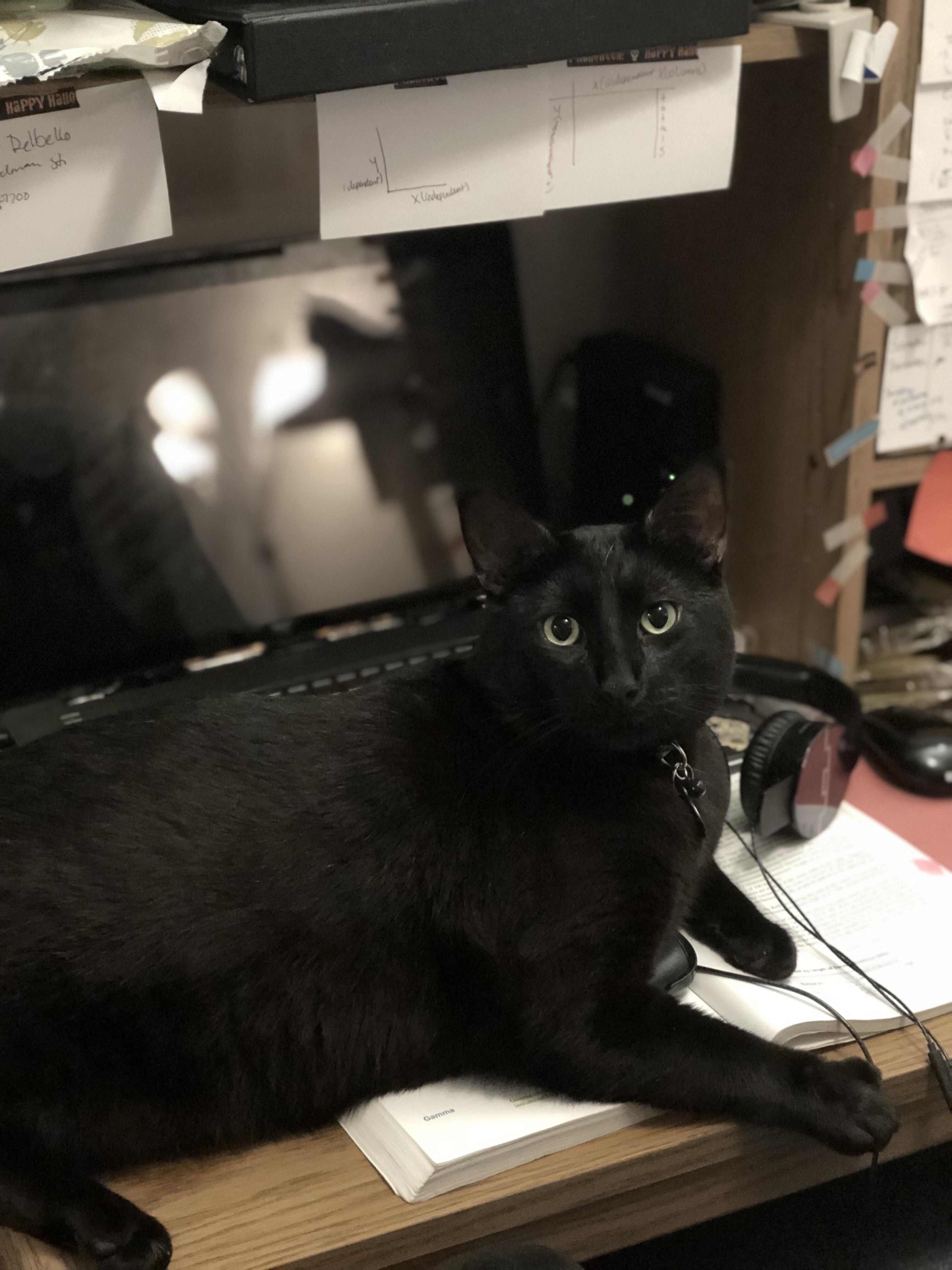 I saw a McDonald’s add that played on the black cats being unlucky