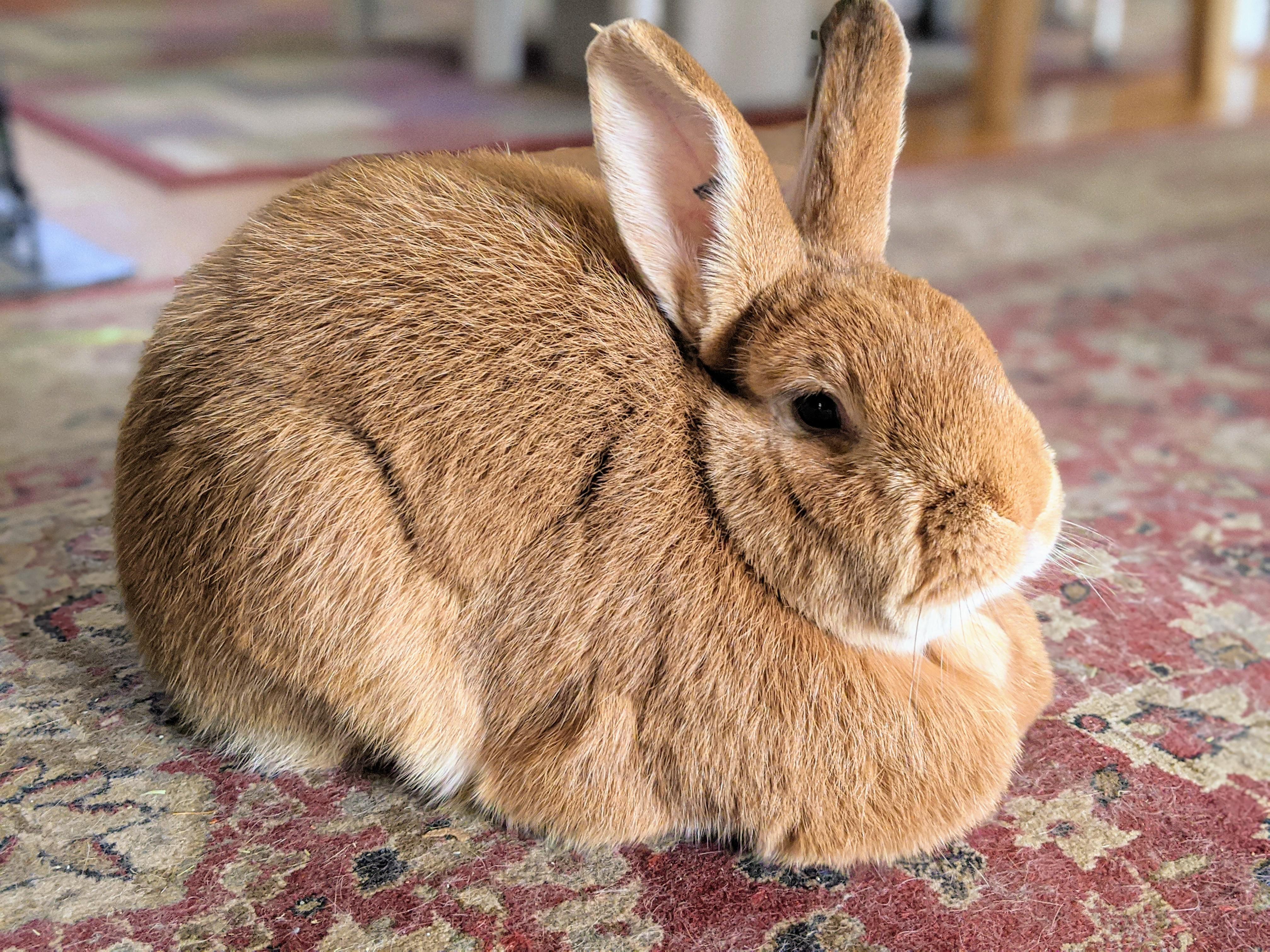 My bunny has a big dewlap...can't remember who asked to see her loafing