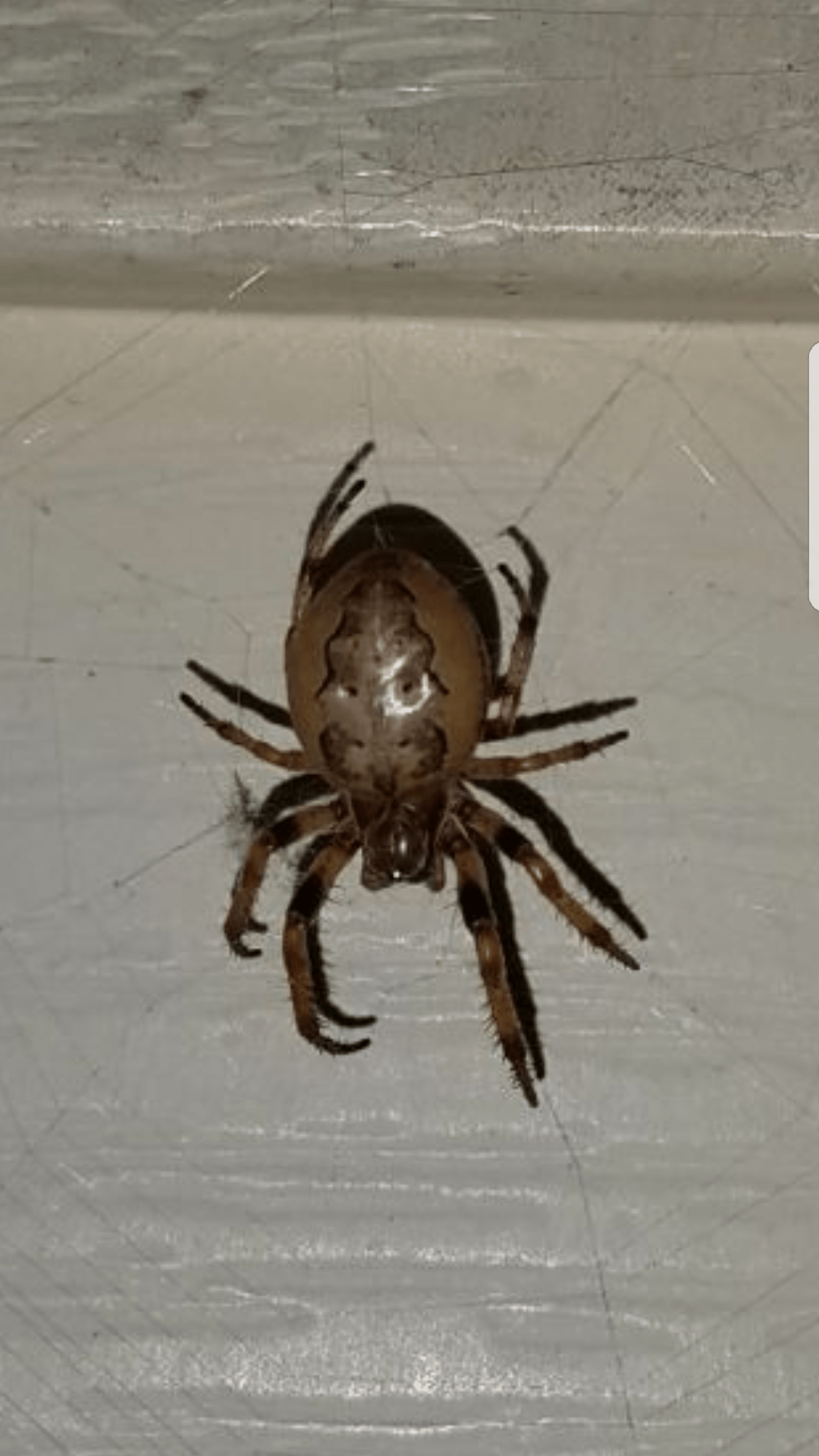 Any help identifying this spider? (Upstate NY) r/spiders