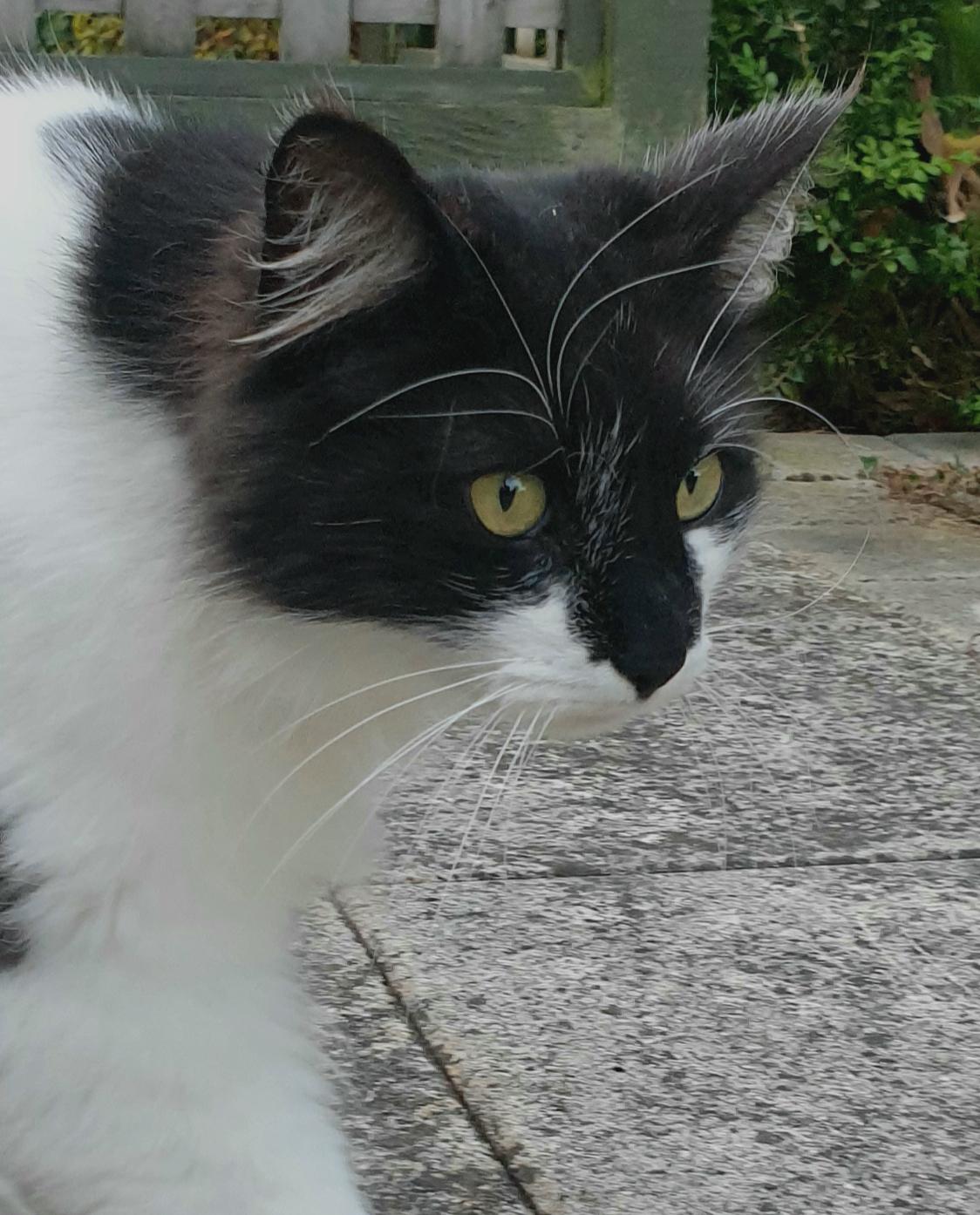 Ziva, our Norwegian Forest Cats. She loves to walk and swim with the