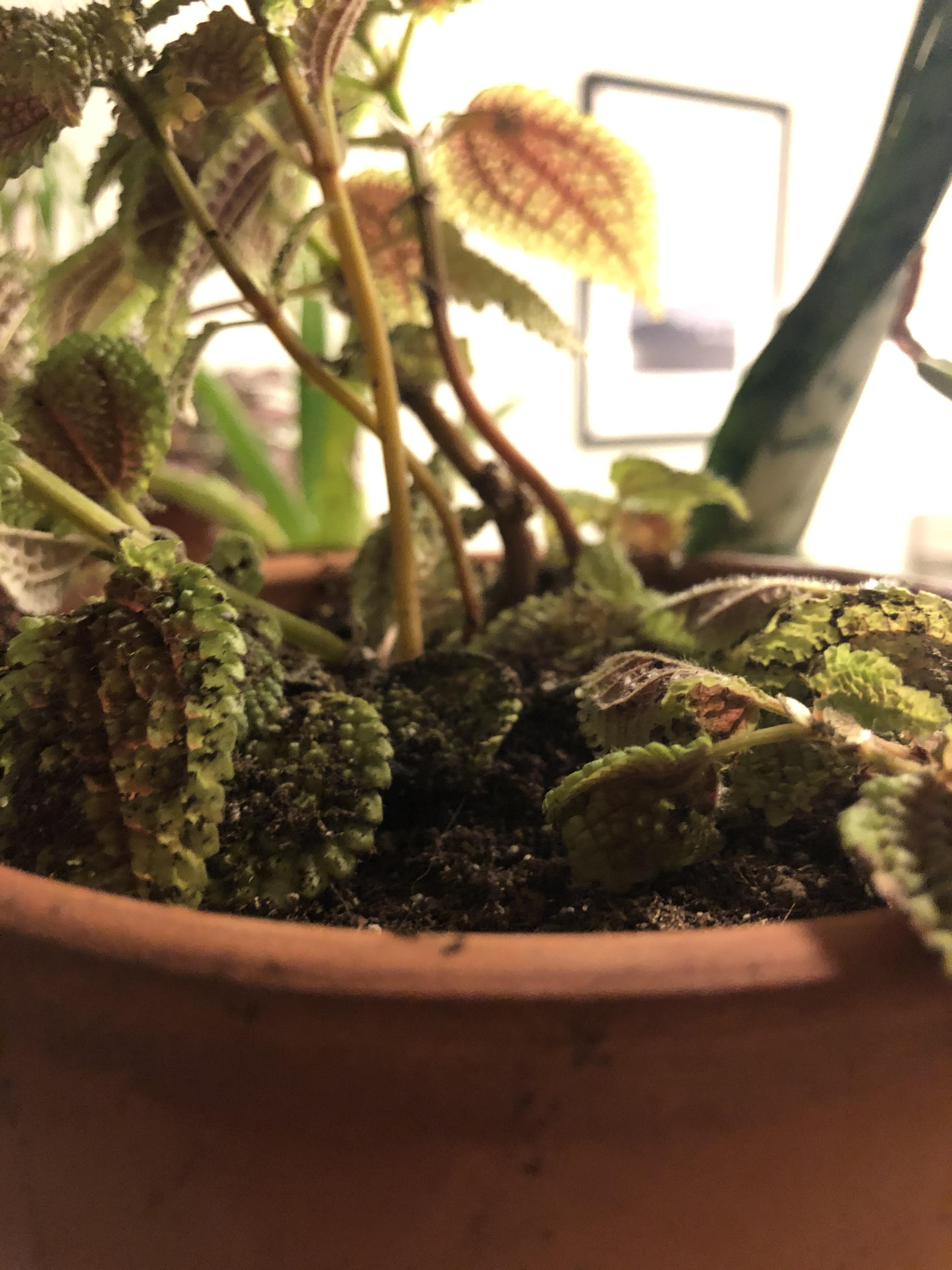 My friendship plant is very angry and wilting after being repotted