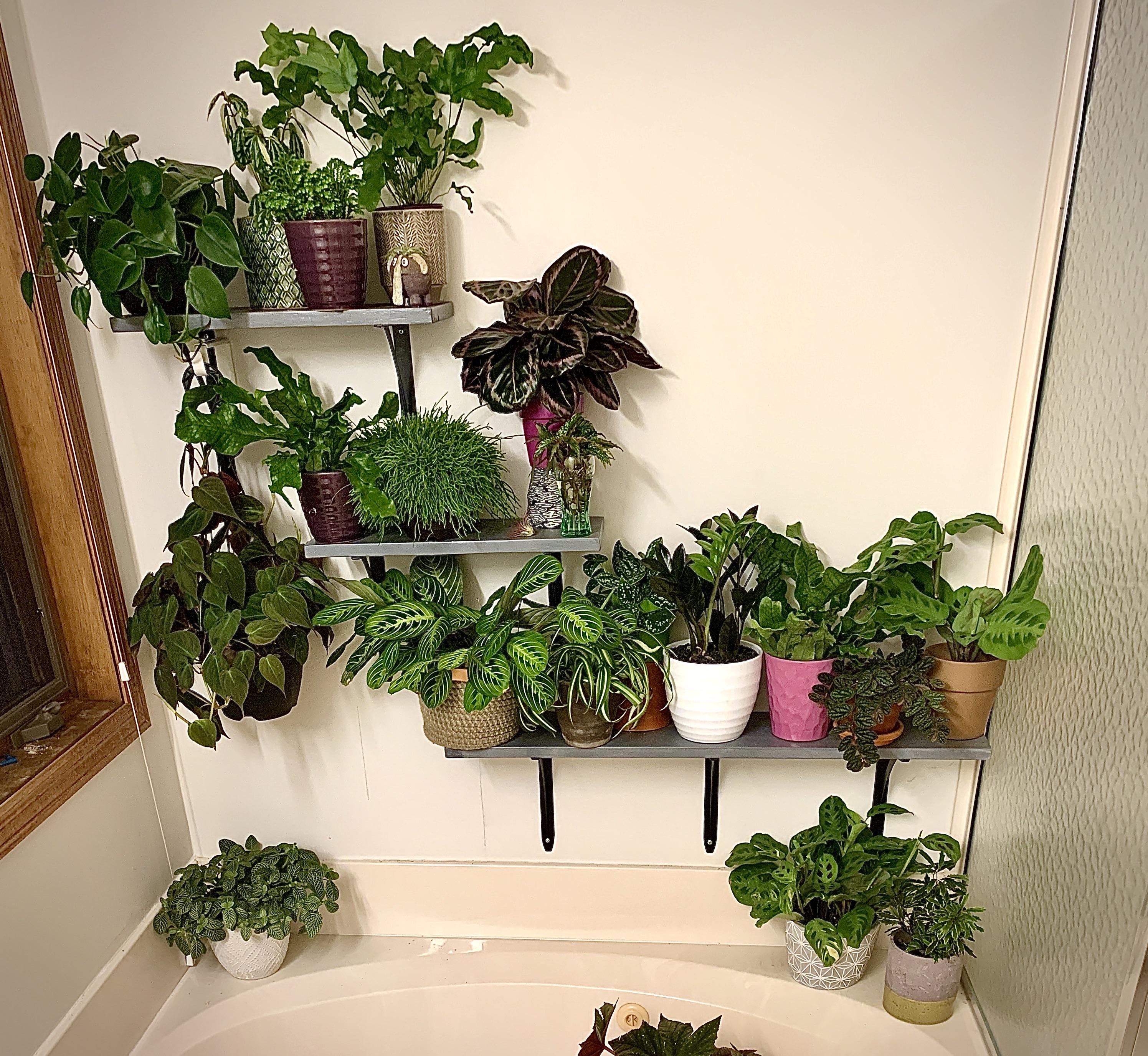 Plant shelfie. Everyone seems to be doing okay in the bathroom with the
