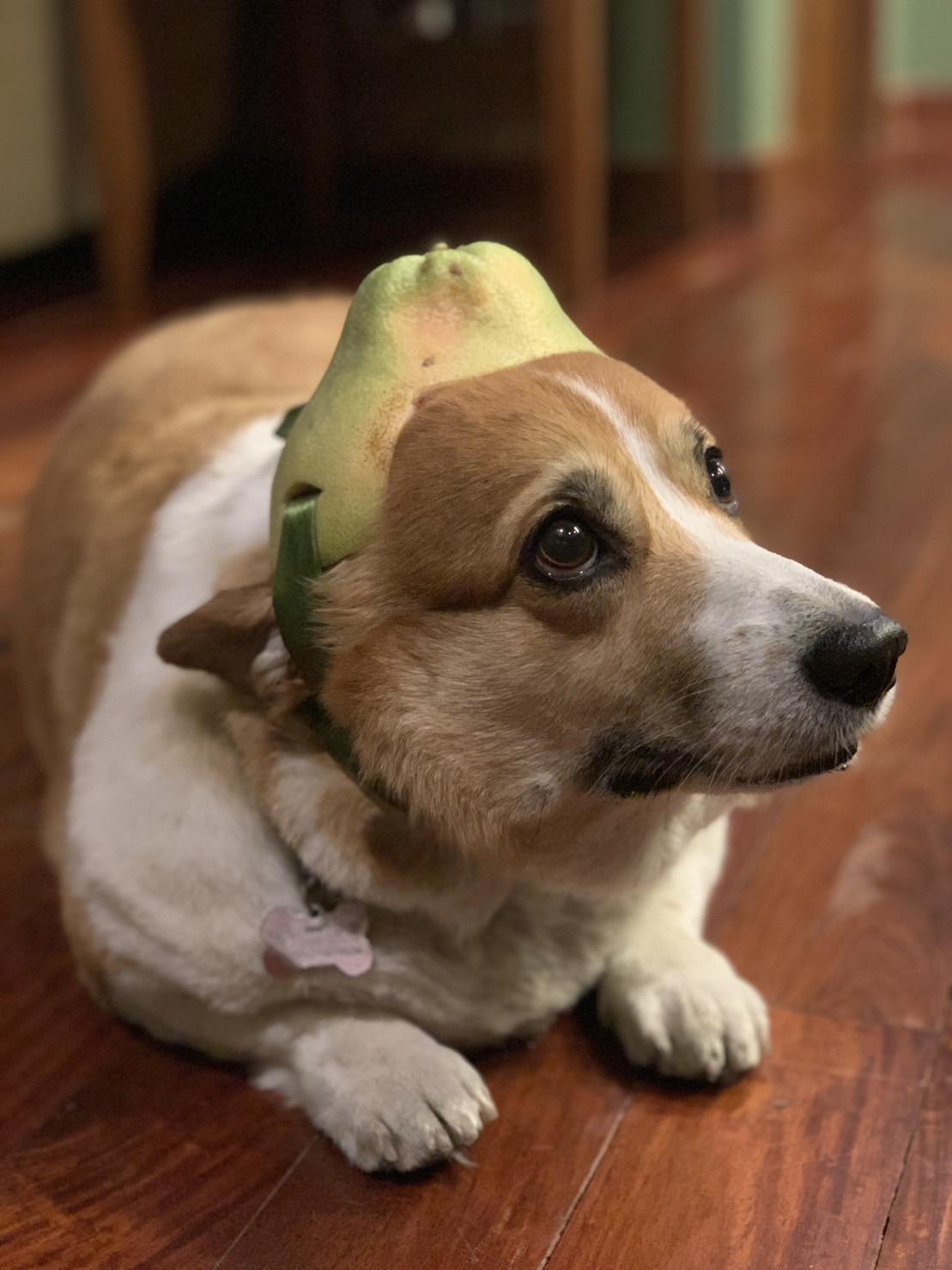 (OC) Homemade pomelo hat