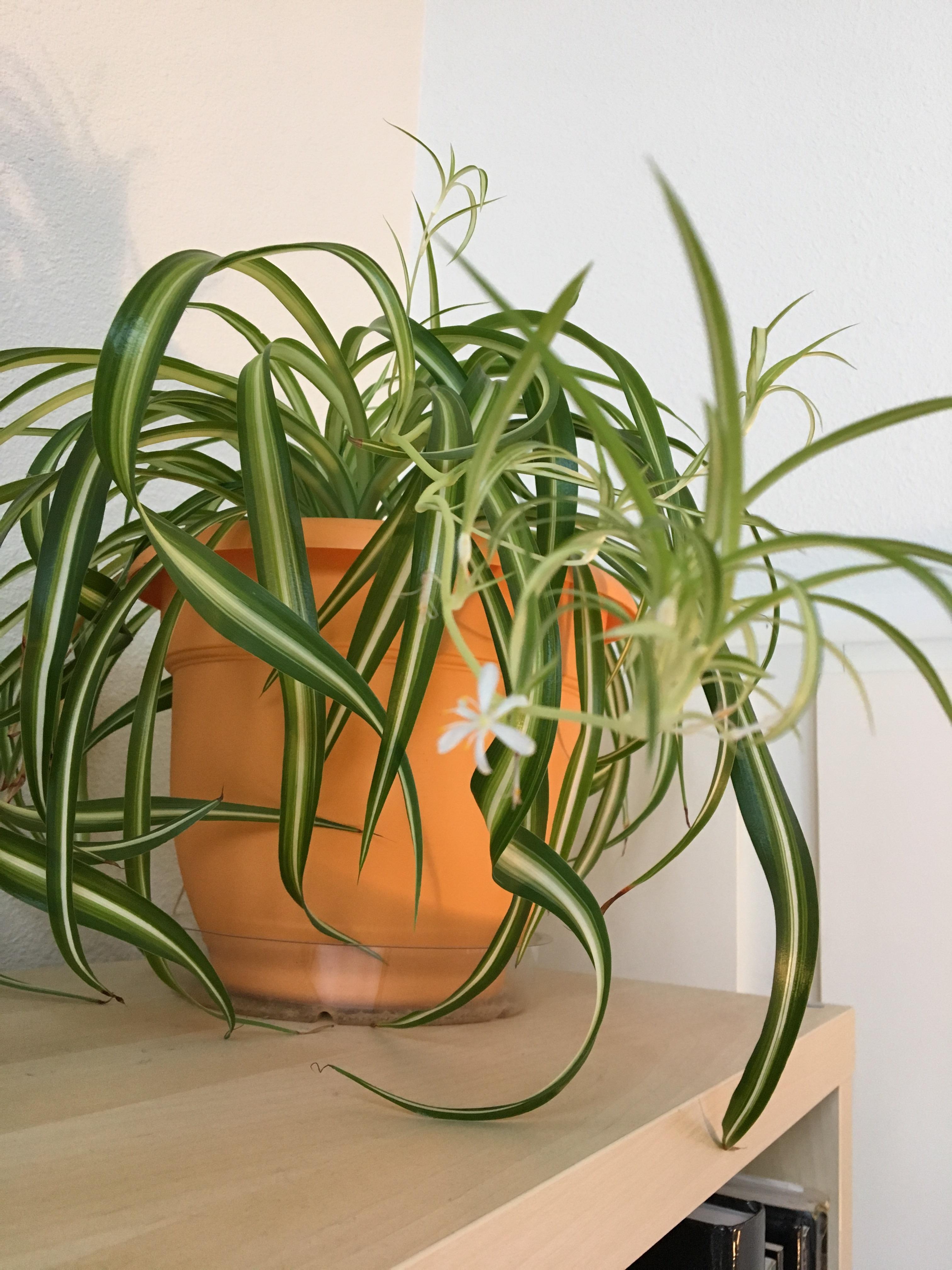 My spider plant bloomed a white flower. r/houseplants