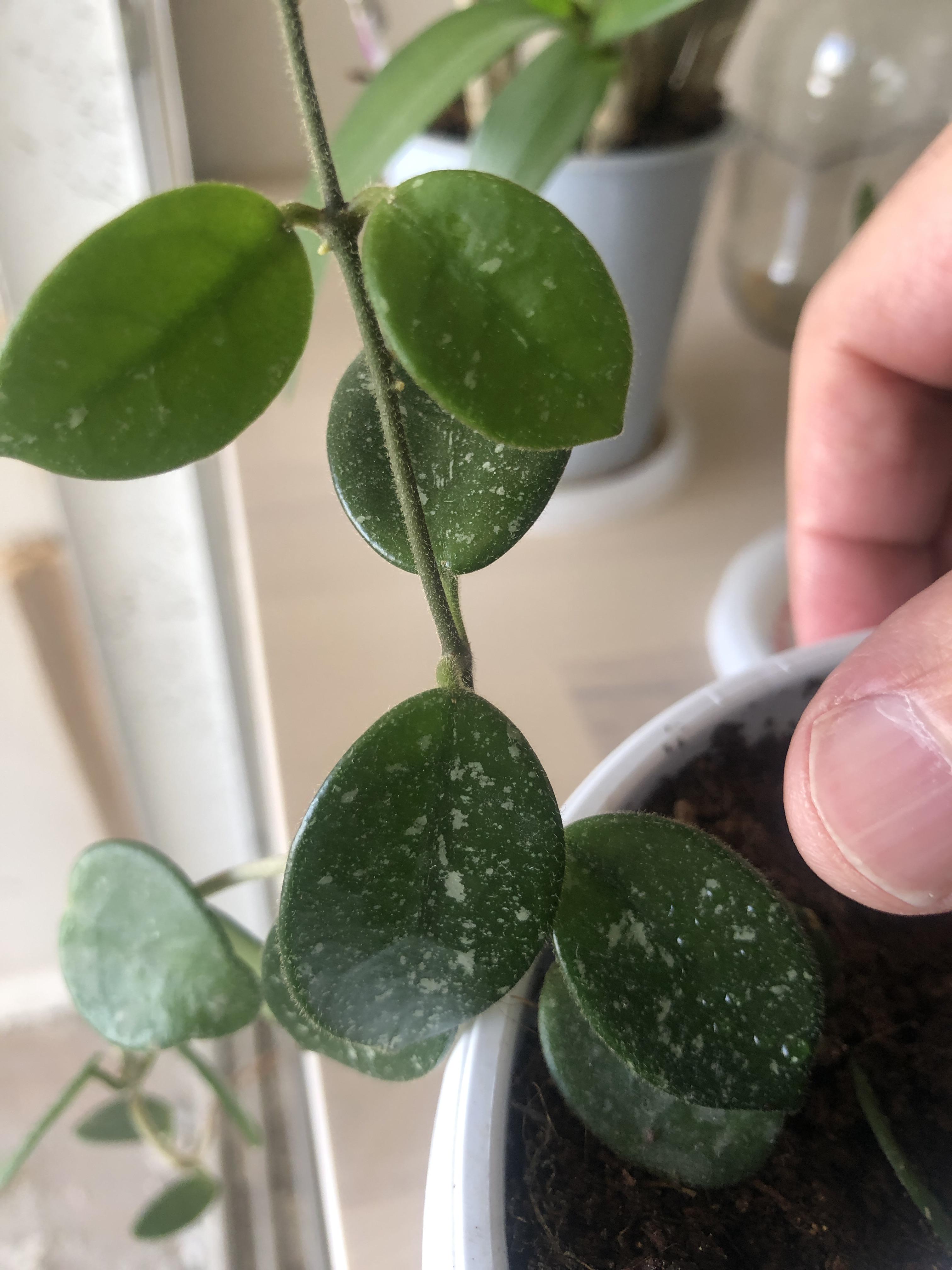 Can anyone help me identify this Hoya? Fairly small leaves, white