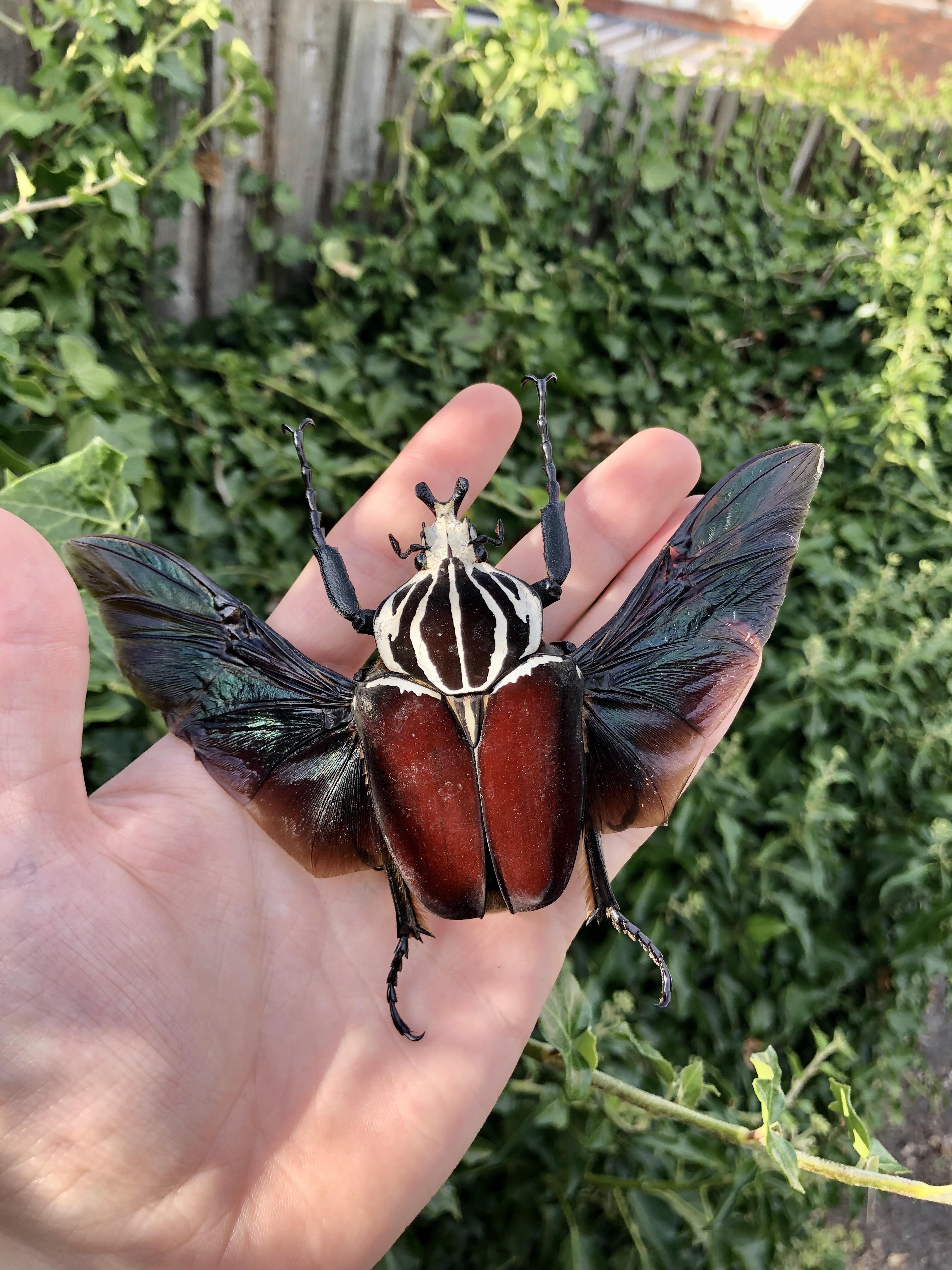 Goliathus goliatus. Deep red colour on this goliath beetle! r/Entomology