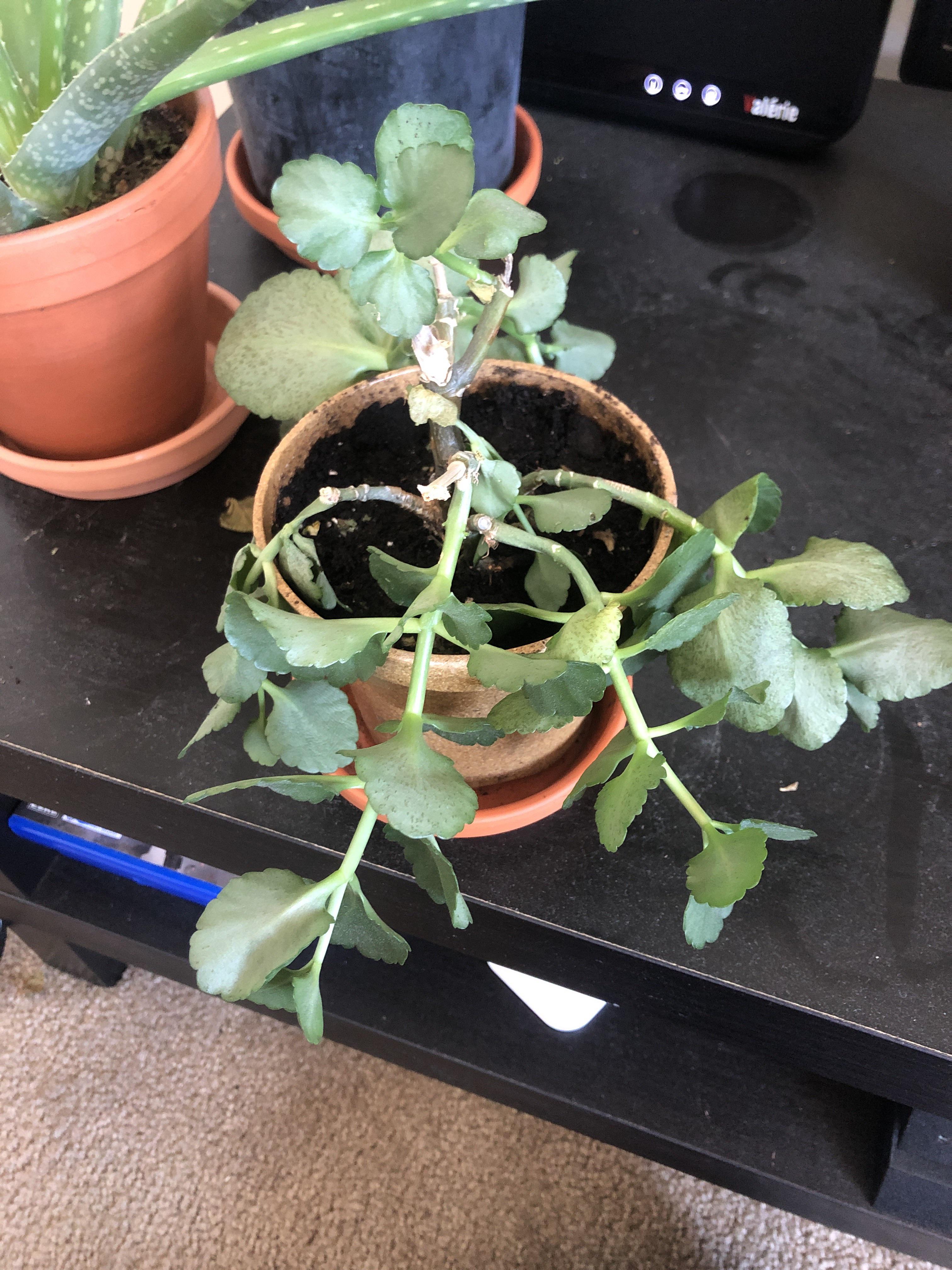 Is this dying? I heard they bloom and either in cycles, but I'm still