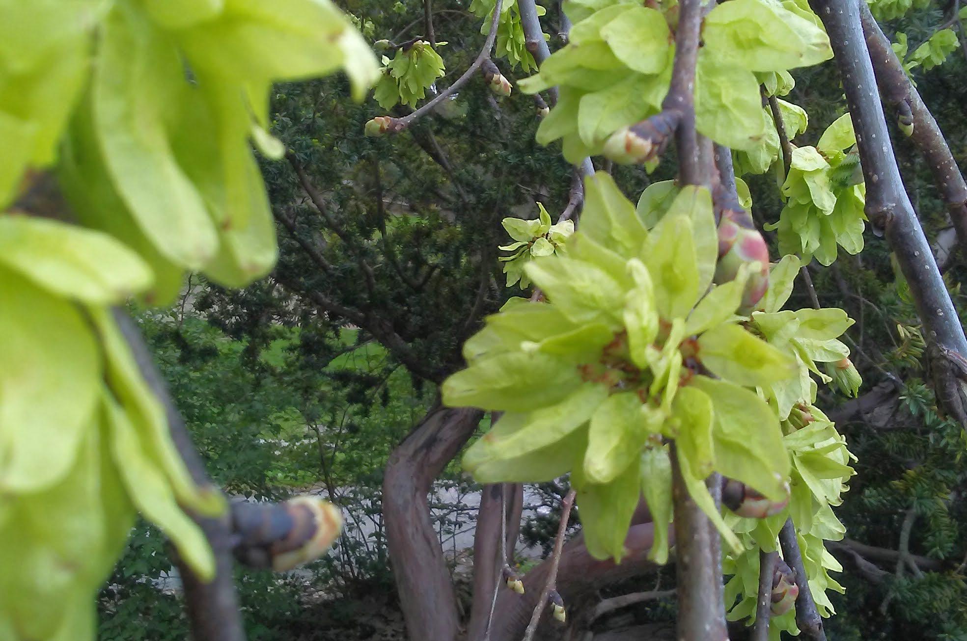Not a flower, but elm seed pods present like flowers. (I think this is