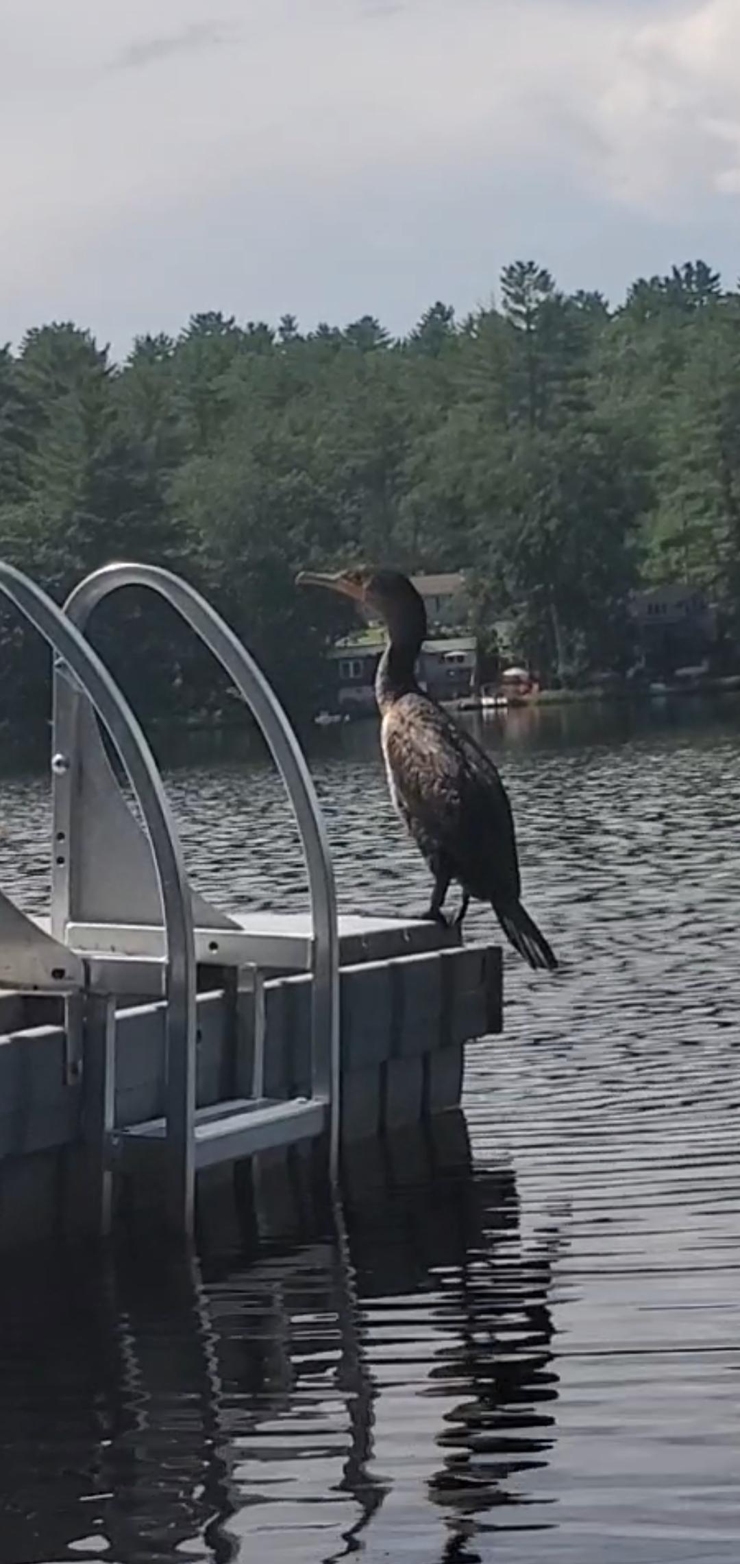 double crested cormorant. northfield nh. never seen one here! r