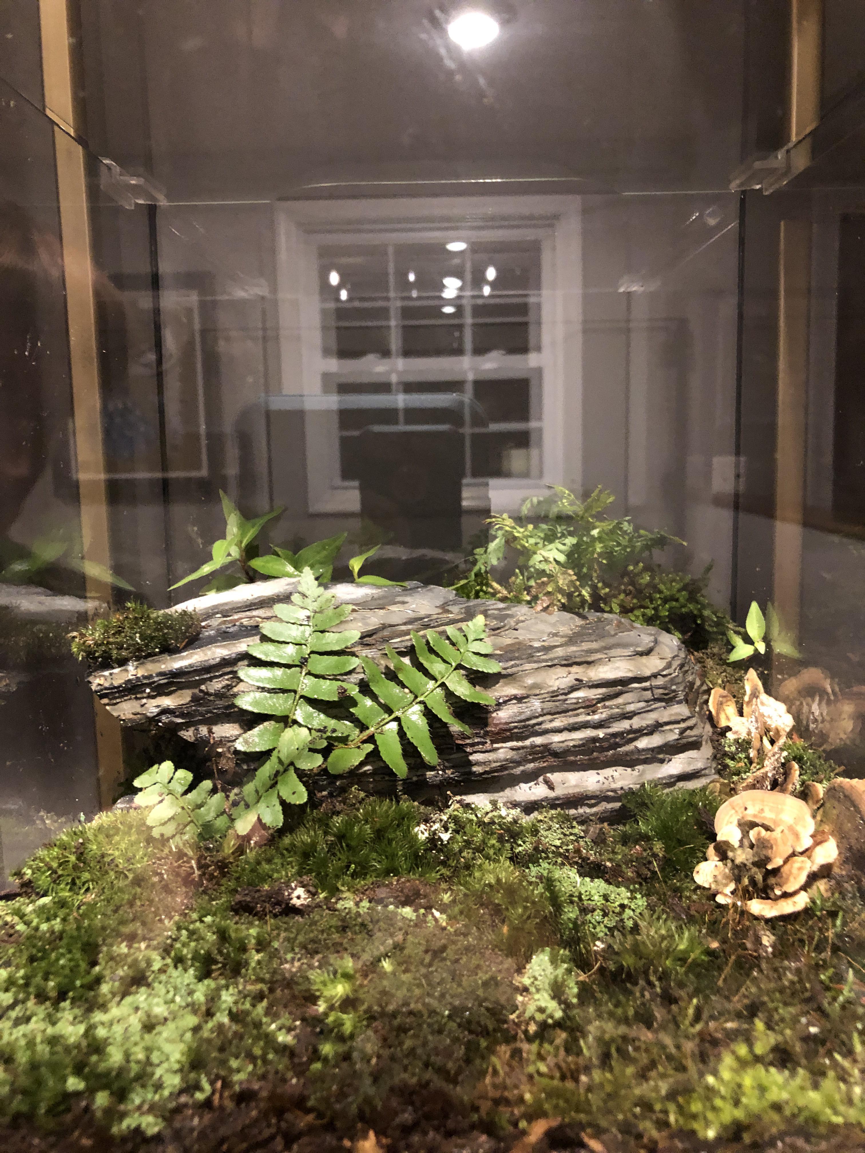 Ive had success keeping moss alive in the home on a micro scale, so I