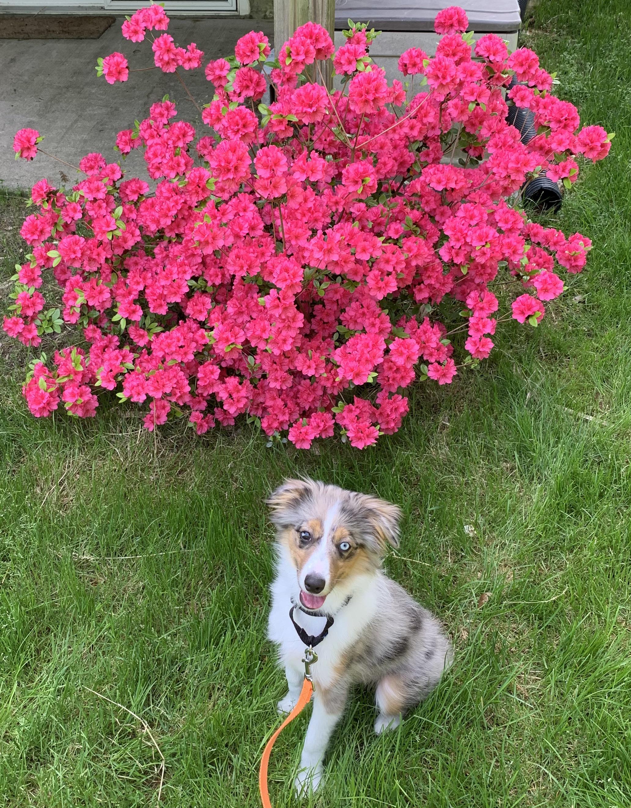 My azalea and my dog. r/gardening