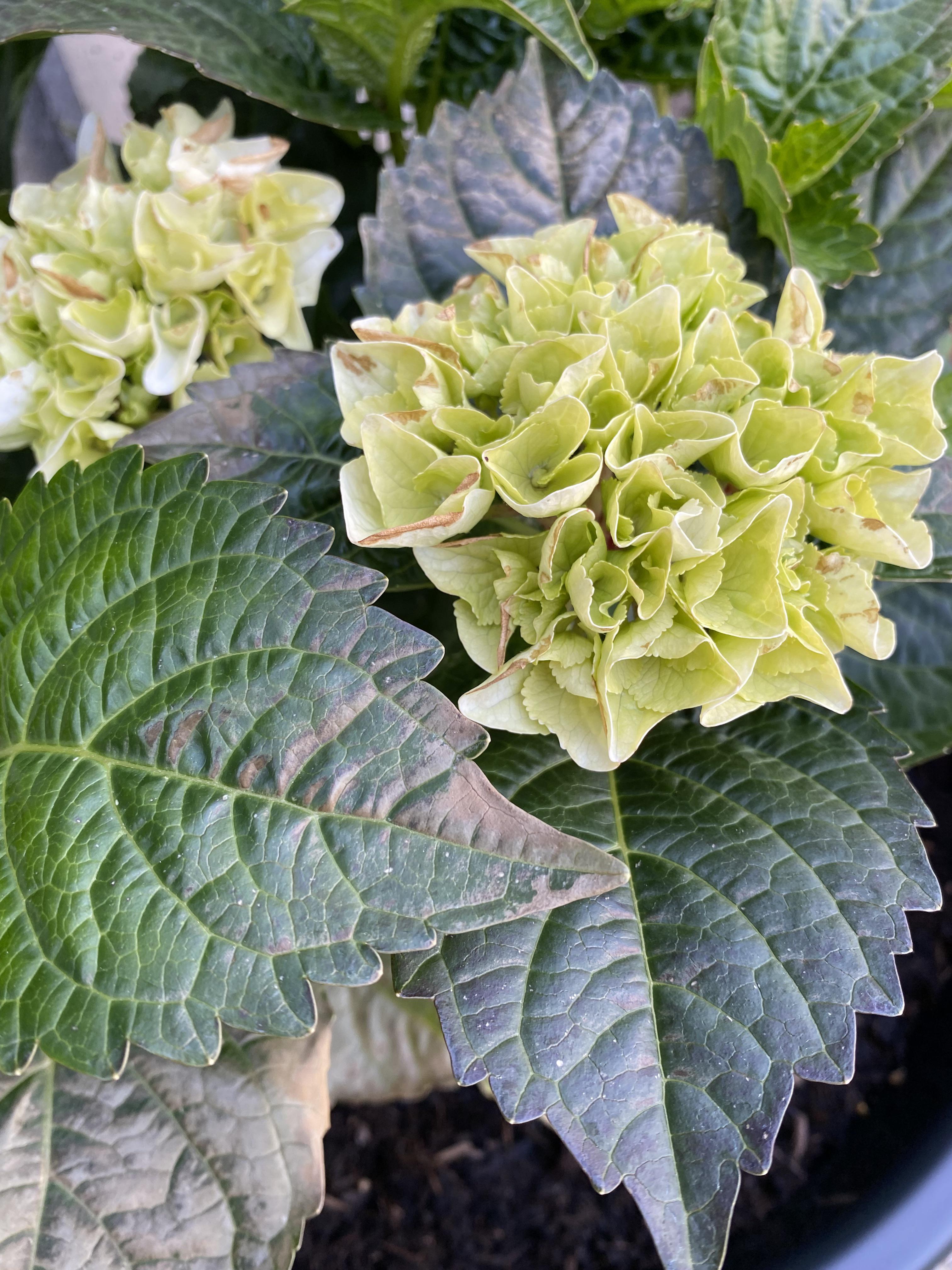 Does my hydrangea look like it’s getting too much water? It’s in a pot