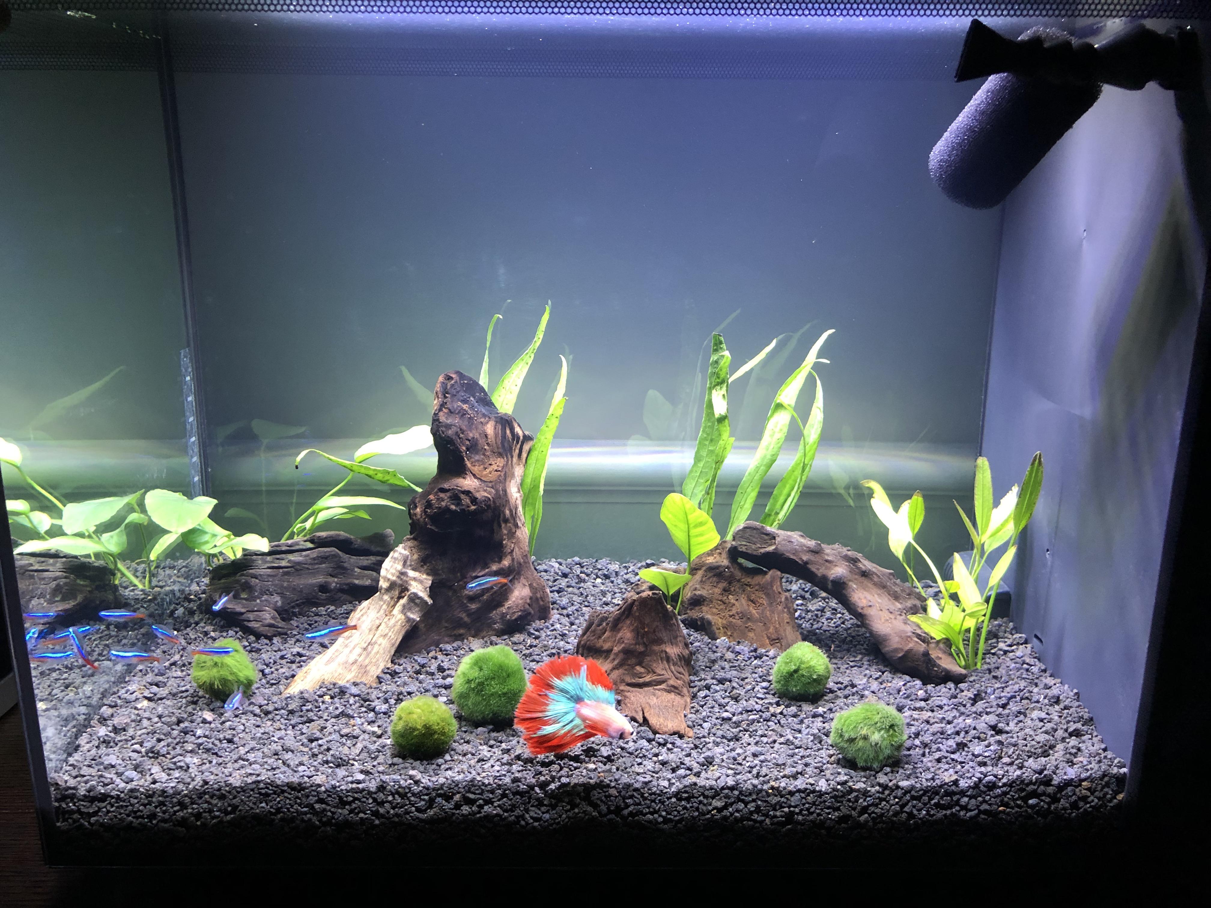 My Peaceful Betta and his Tetra Buddies Fluval Spec 16 Gallon r