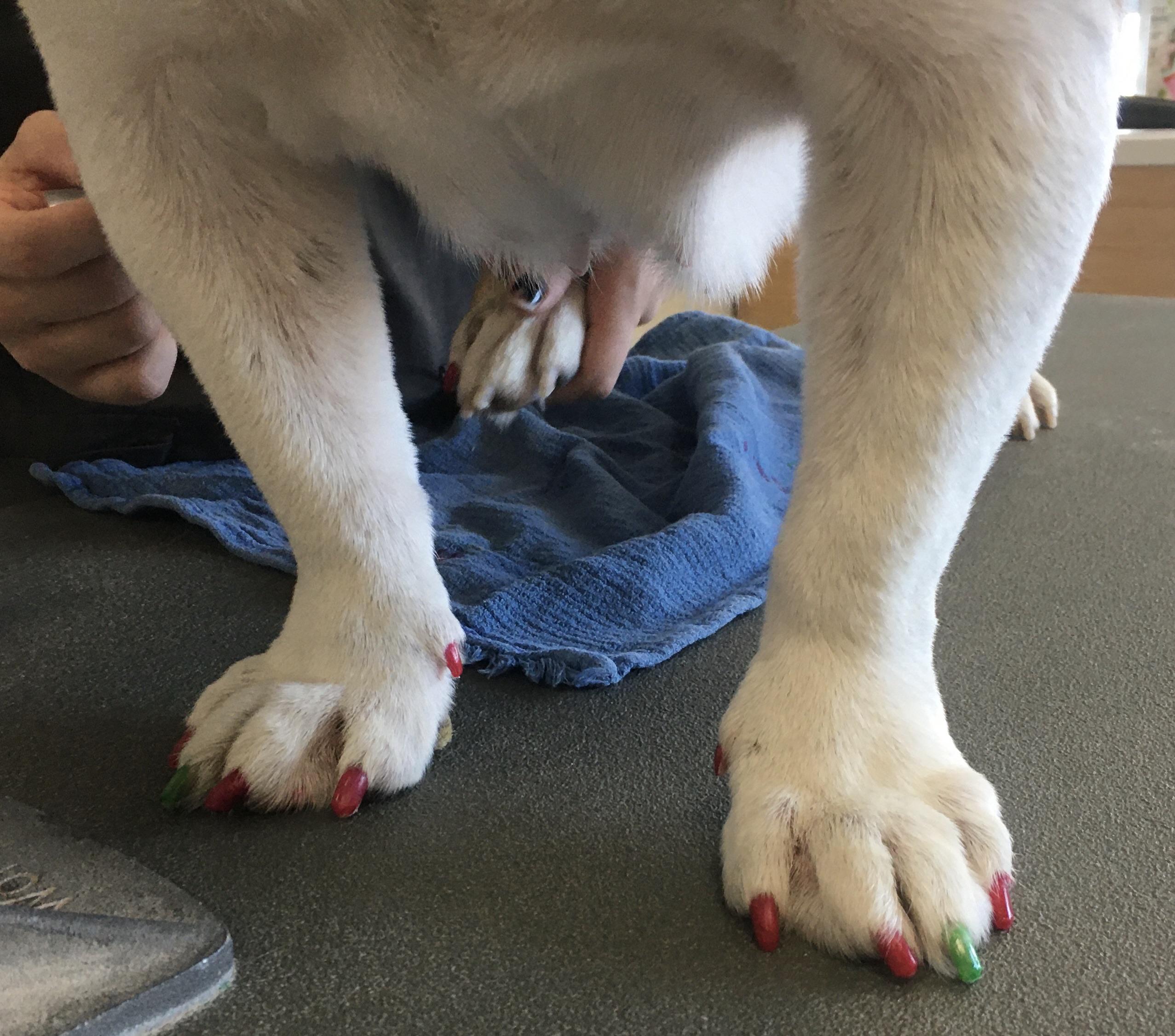 Do I Paint My Boy Dog's Nails? Yes I Do R/DOG, 48 OFF