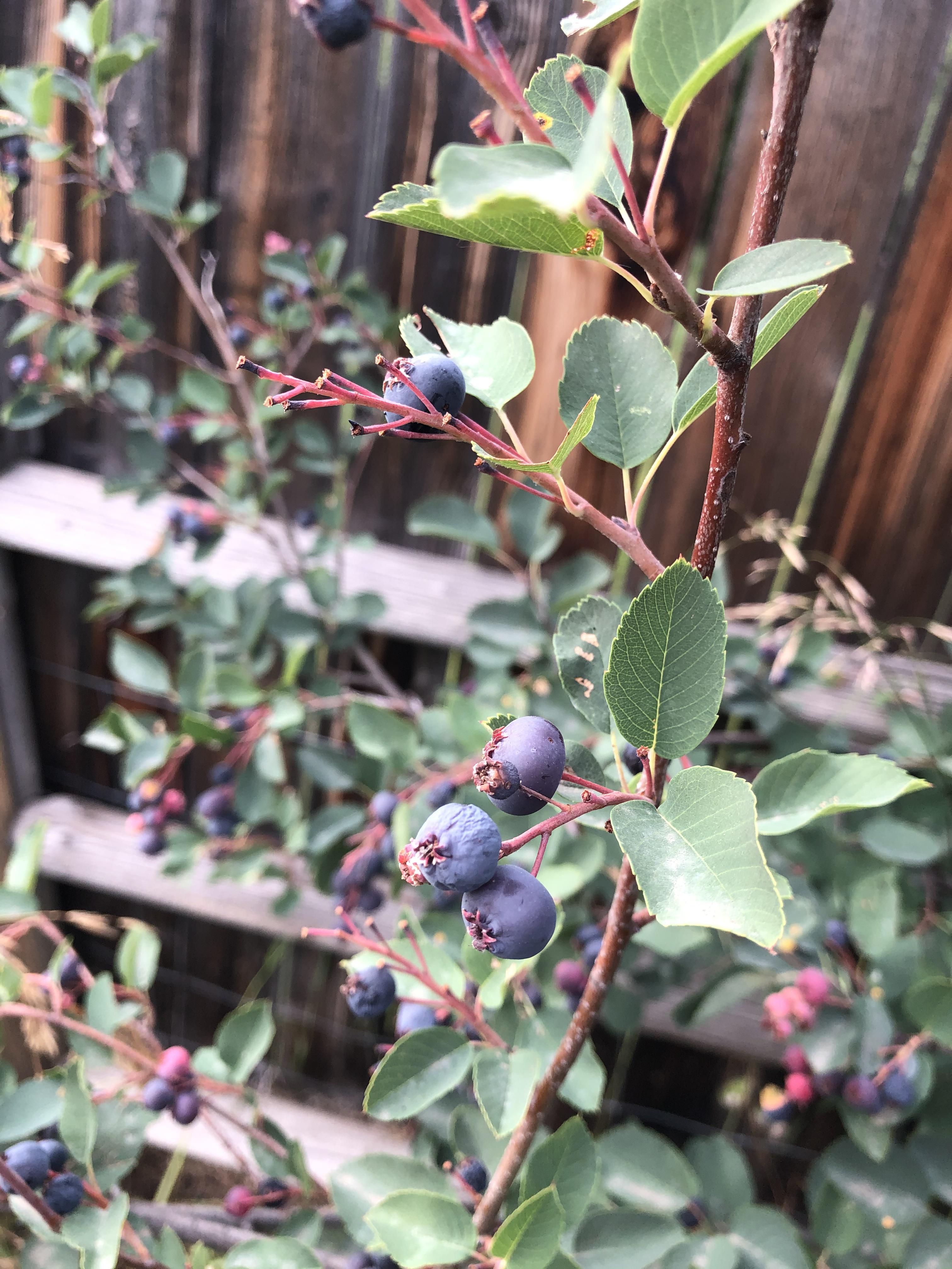 Are these blueberries or similar? Located in southwest Montana r/foraging