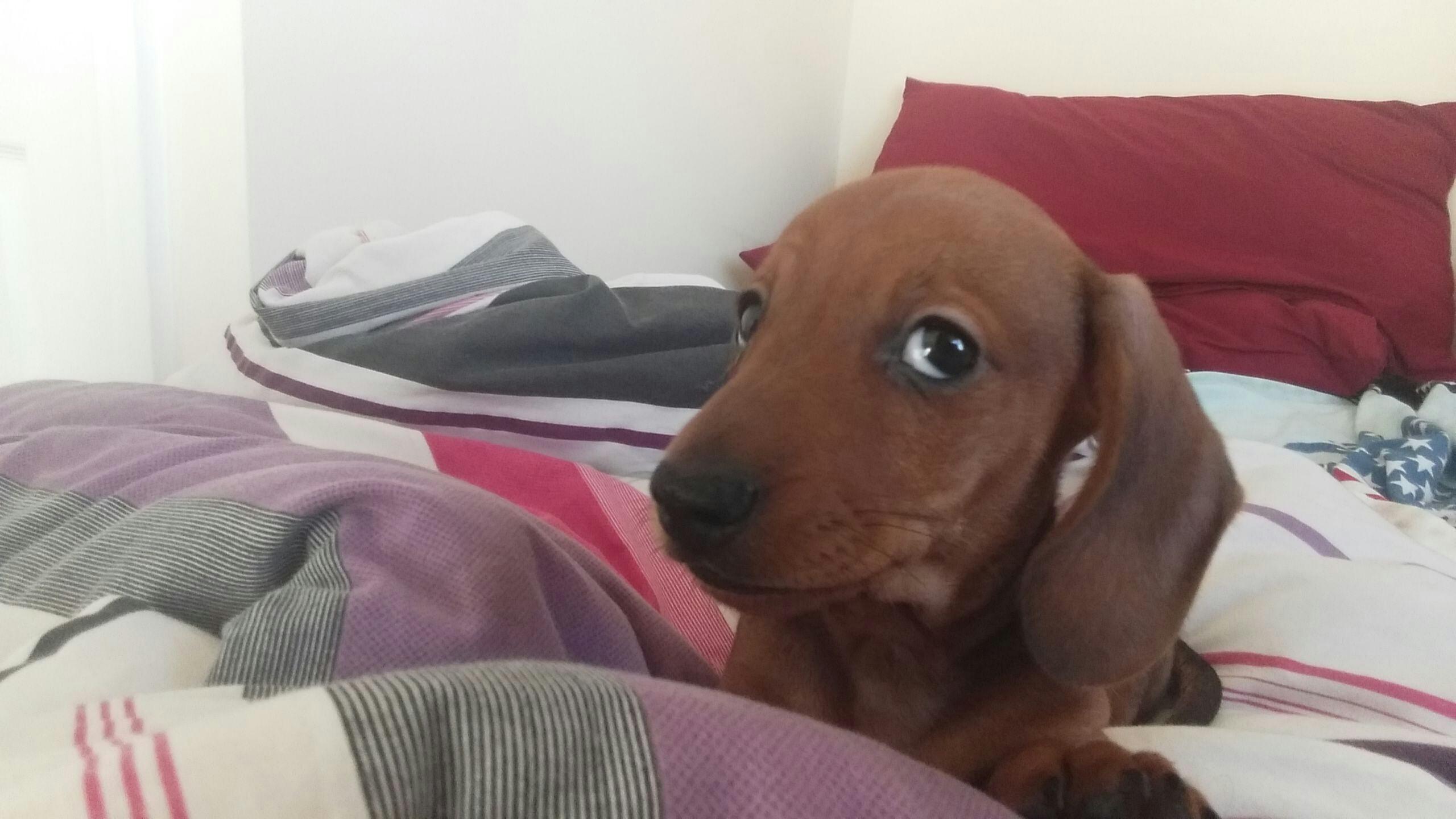 Sausage side eye r/Dachshund