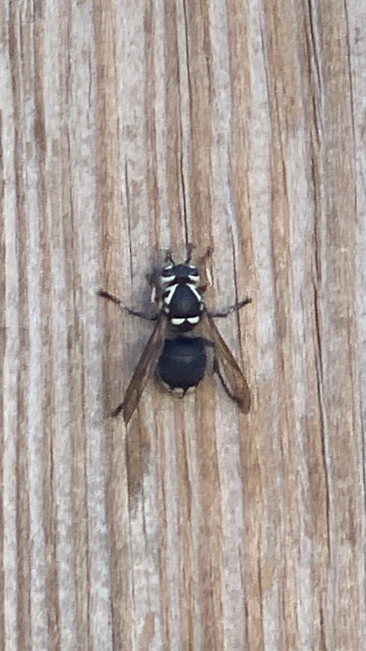Looks like he’s eating my fence r/whatsthisbug