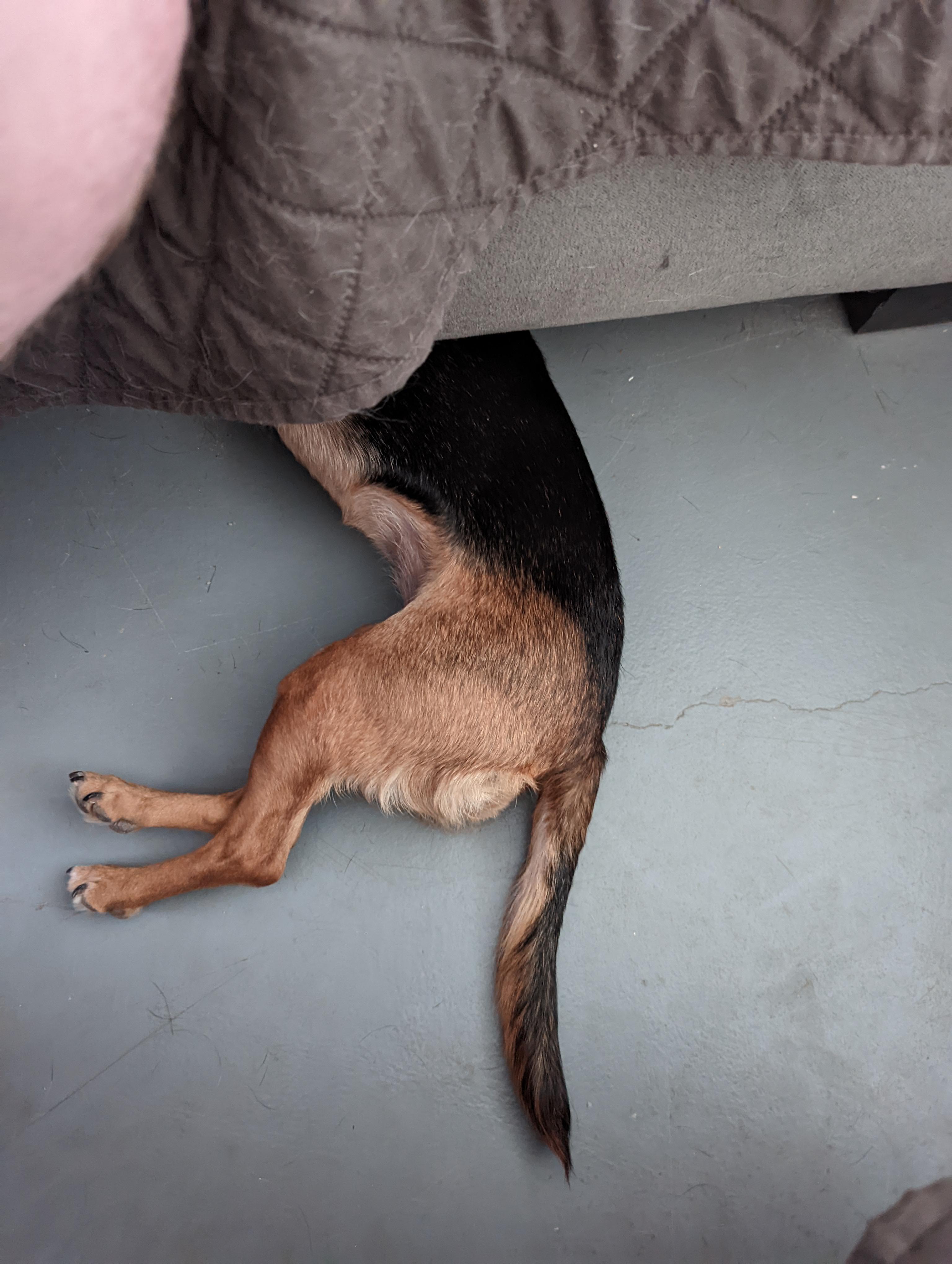 Her ball is stuck under the couch and I’m tired of fishing it out for