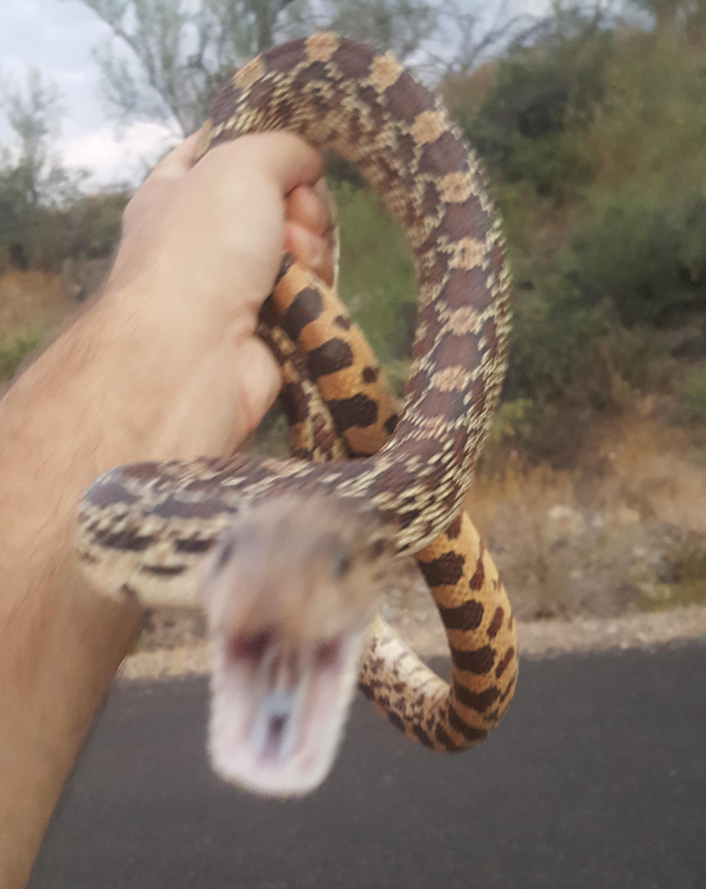 Sonoran Gopher Snake herpetology