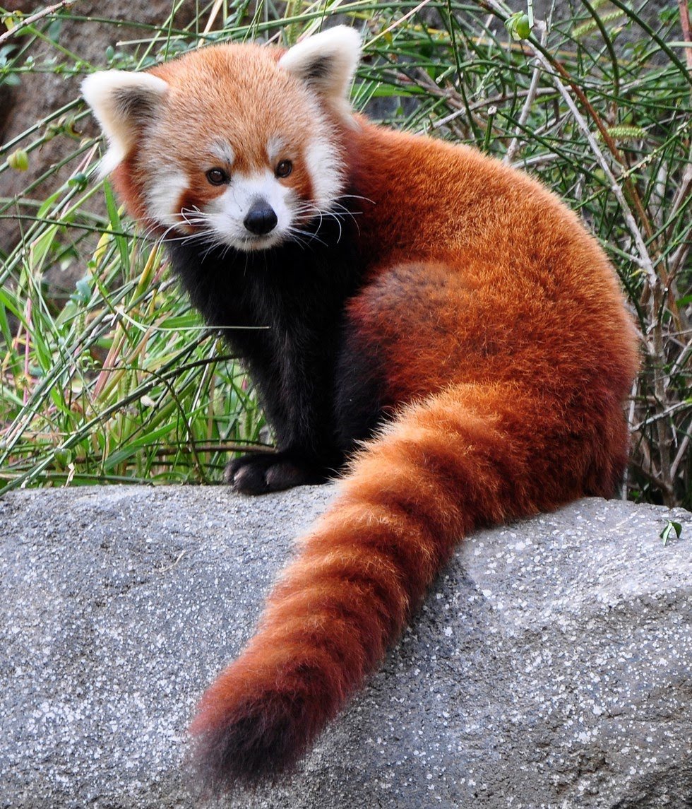 Red panda. This cute animal species is endangered. r/aww