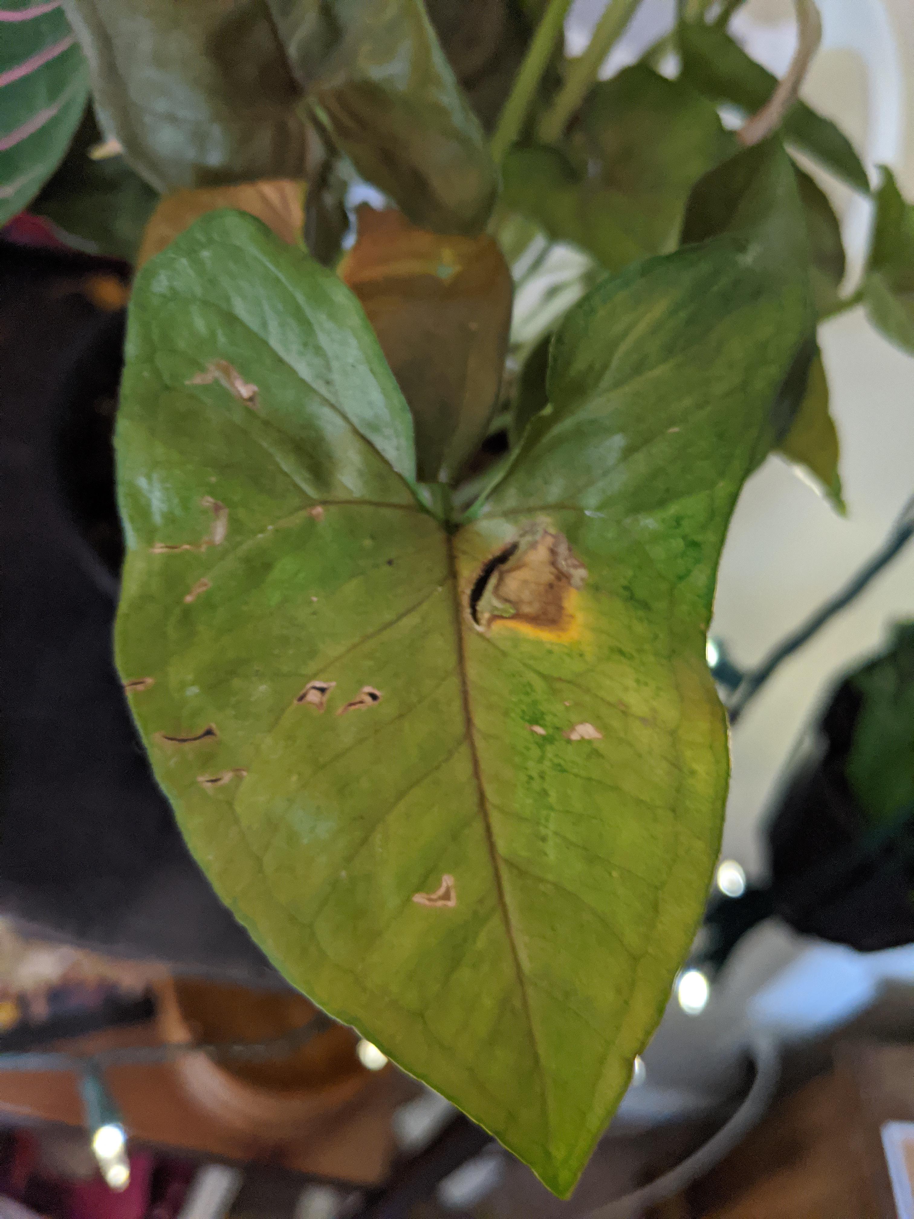 What's wrong with my arrowhead plant? r/plantclinic