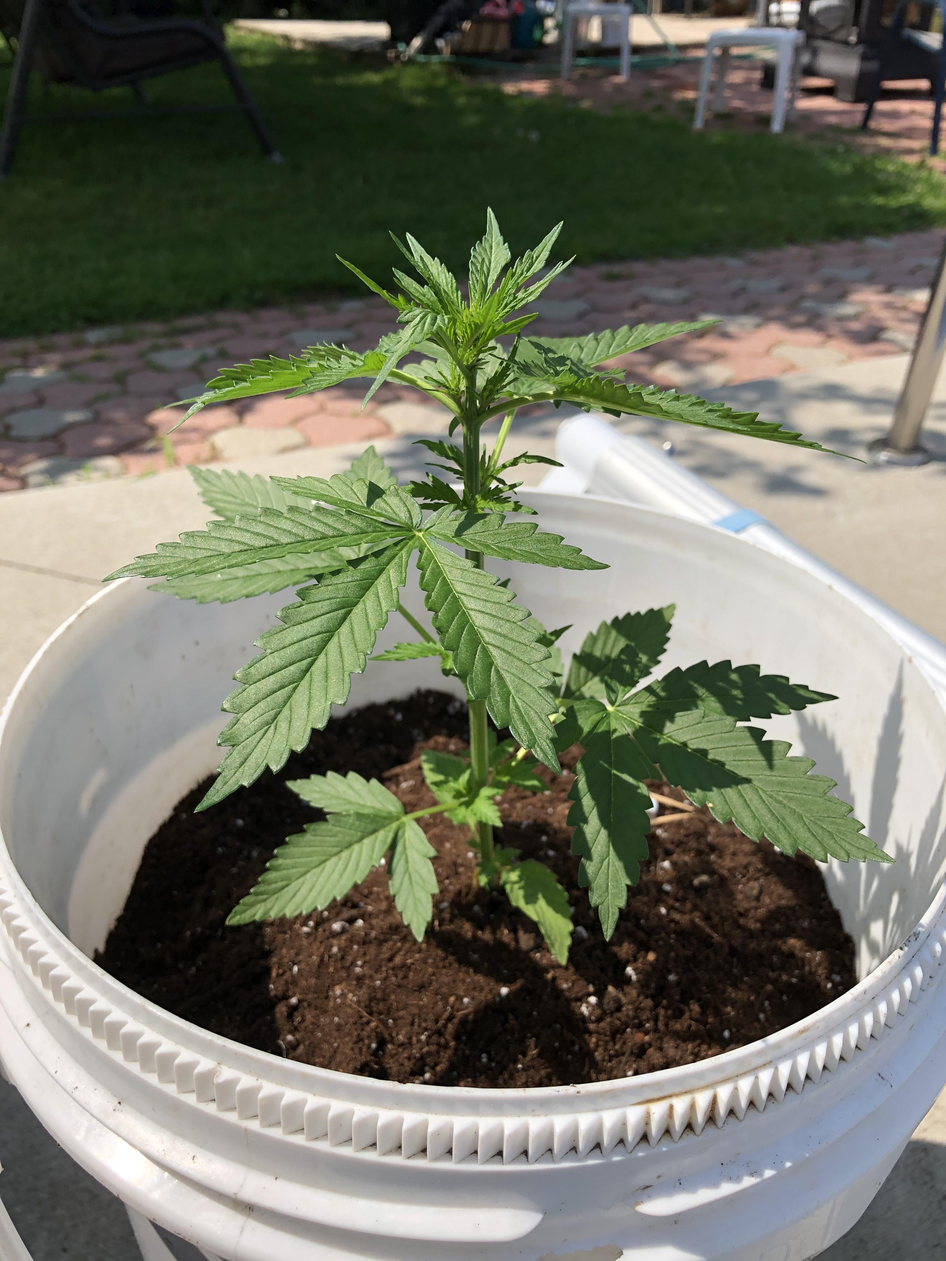 Is it really helpful to top/fim for Outside growing setup? If yes, any