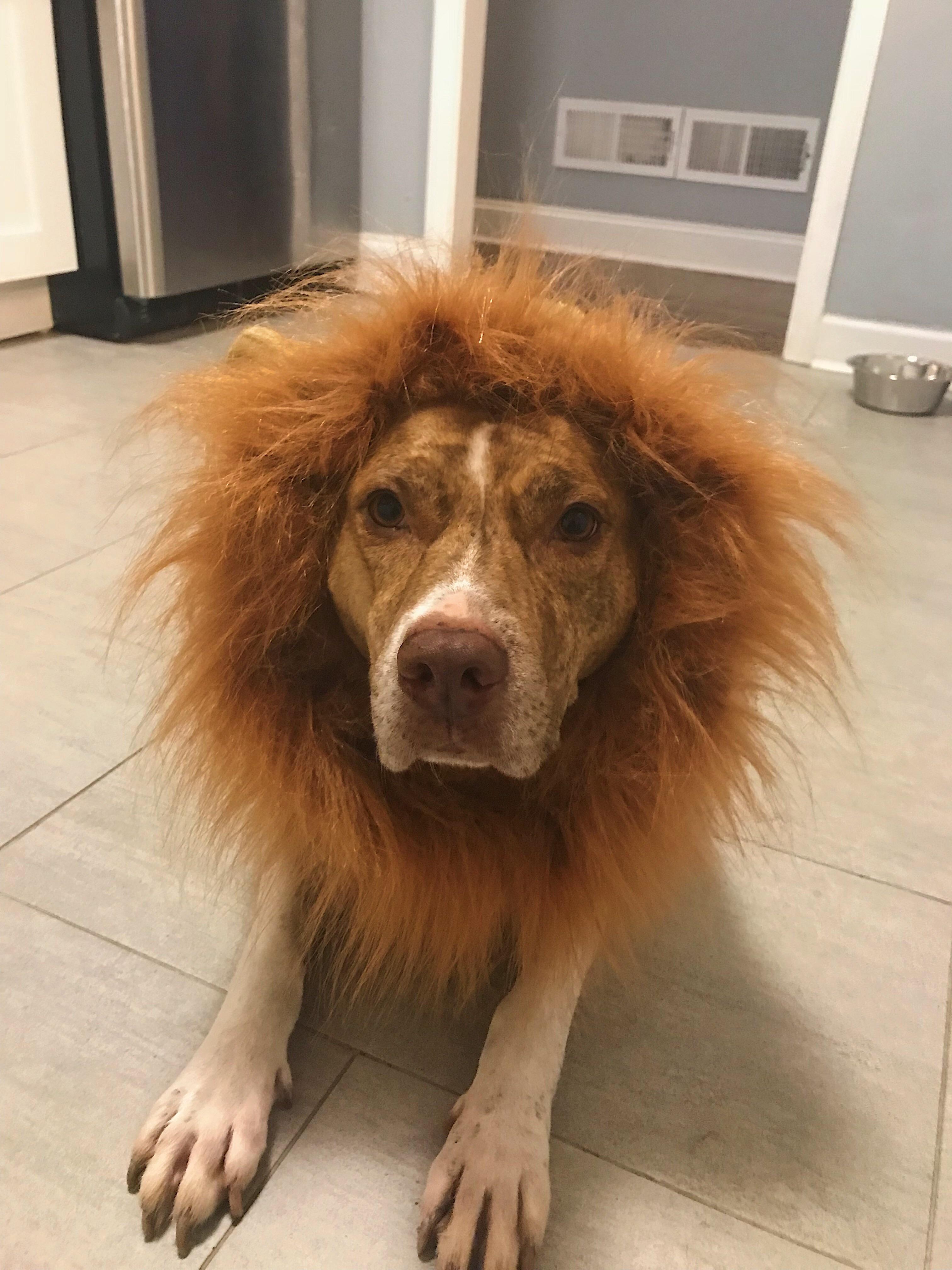 “Treat or treat. Mostly just here for the treats.” r/pitbulls