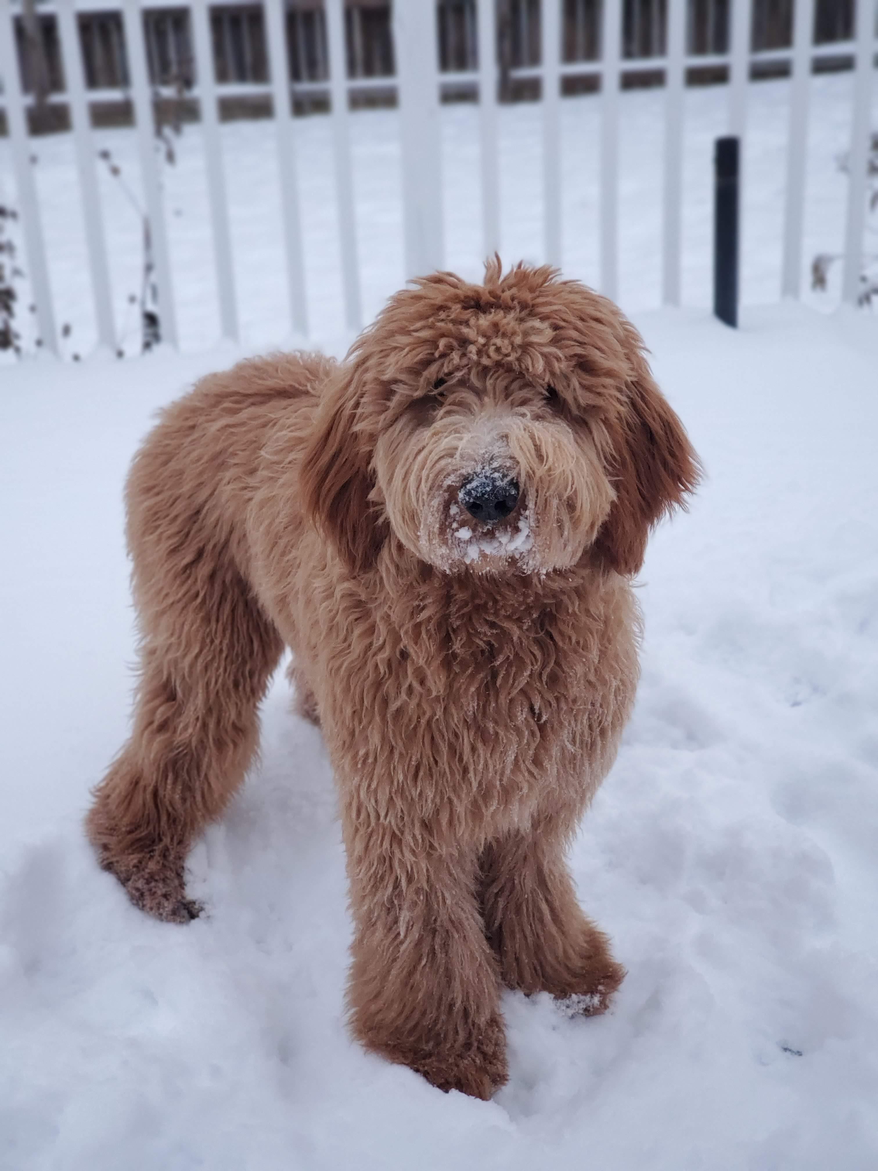 Snow puppy r/Goldendoodles