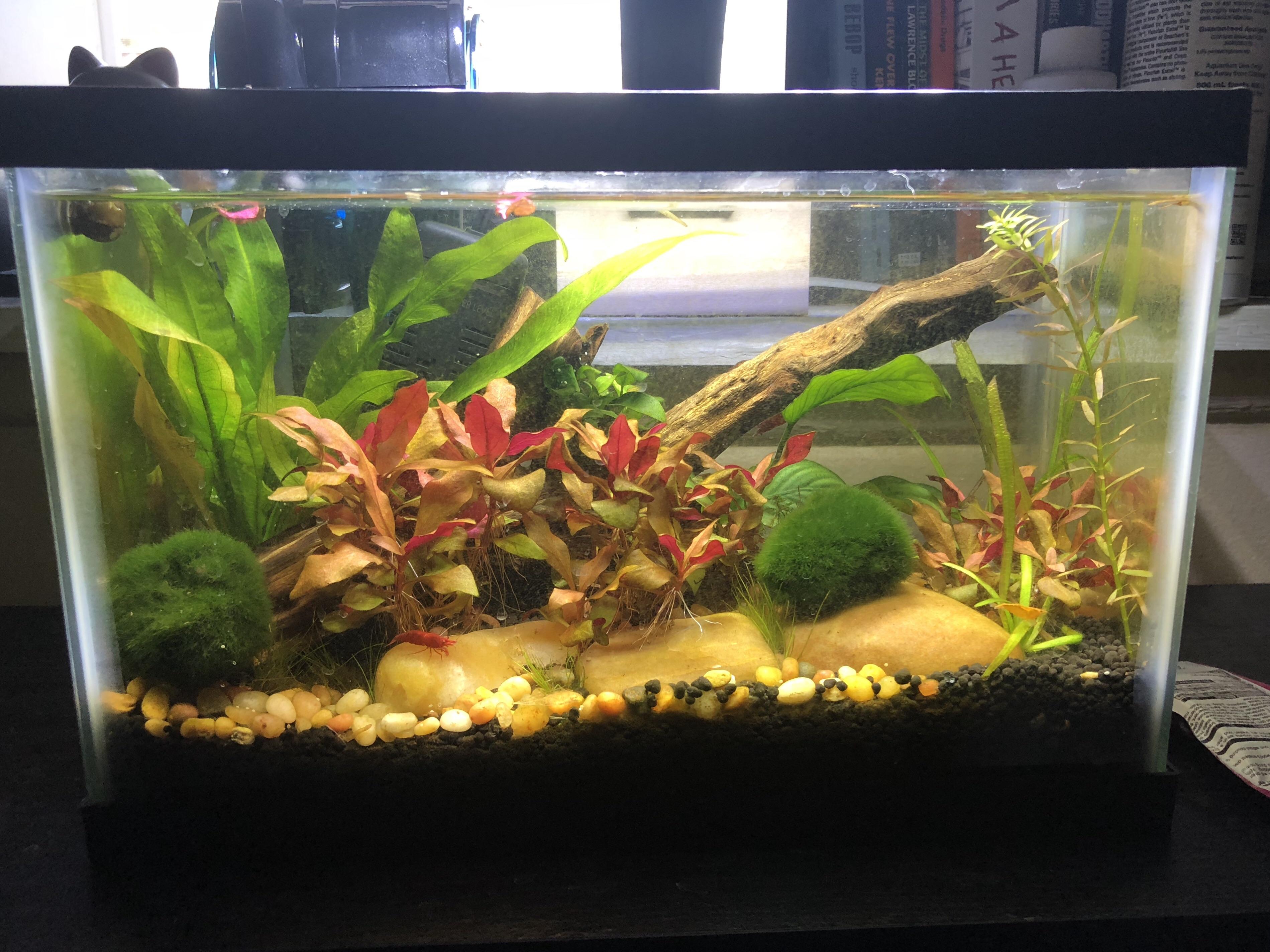 Update shot of my 2.5 gallon shrimp tank! r/shrimptank