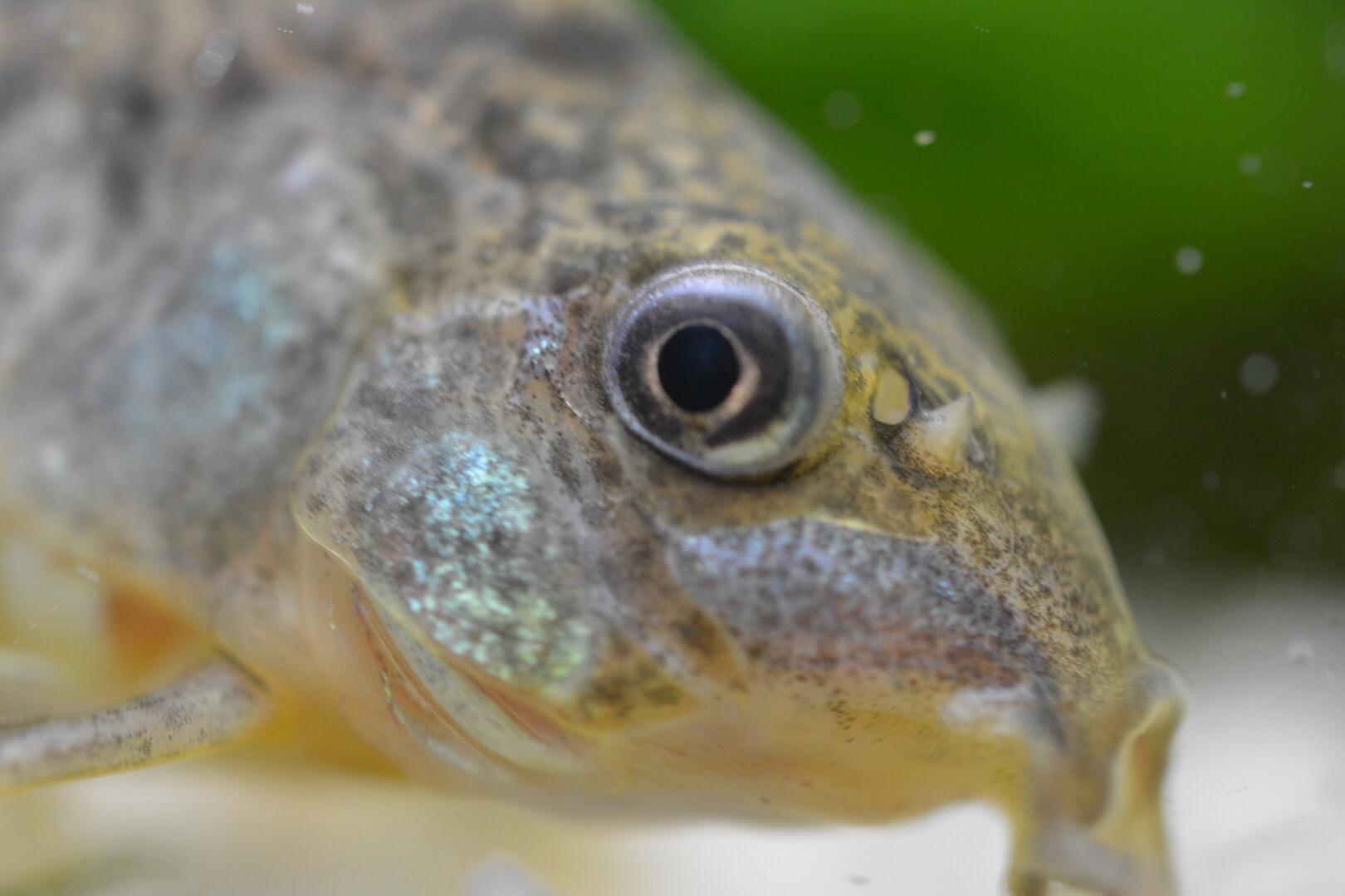 The wise eyes of the catfish r/Aquariums