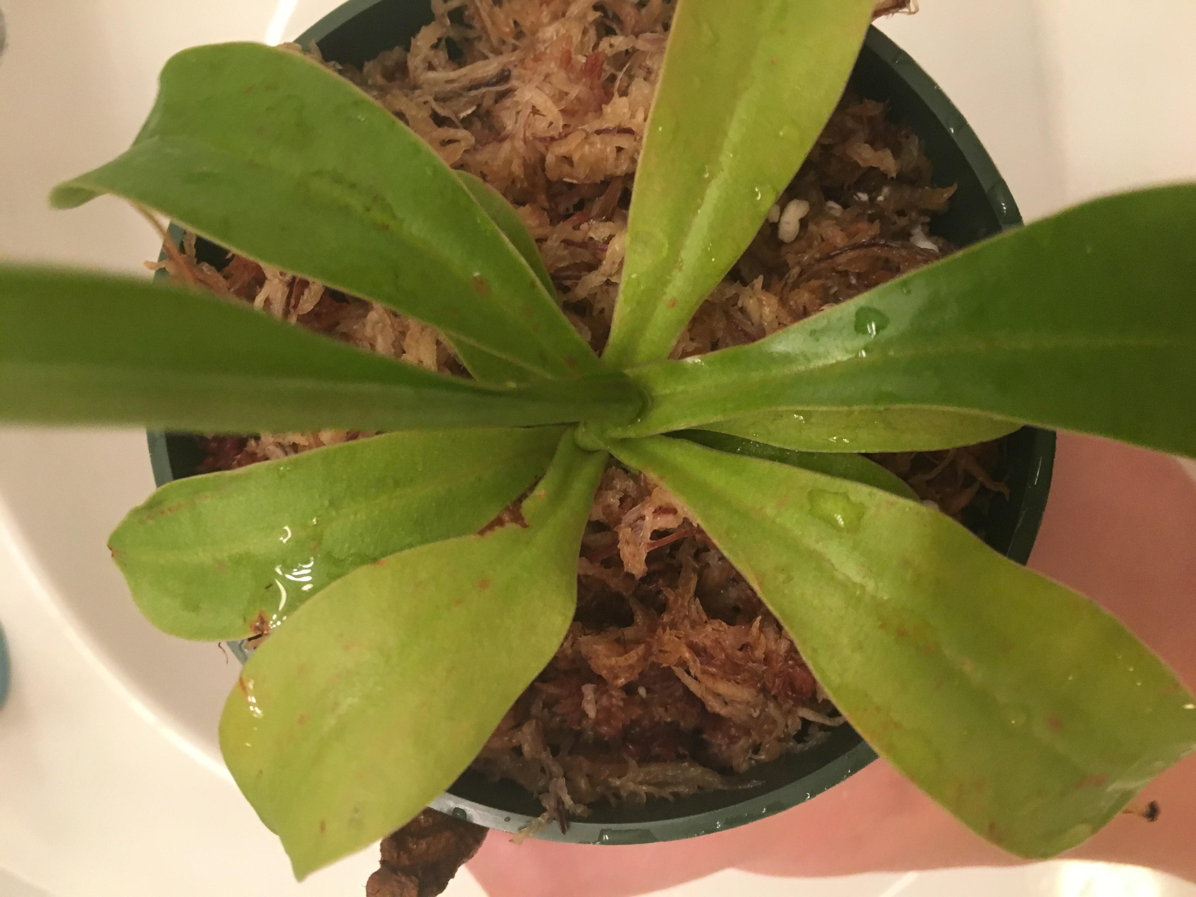 Nepenthes alata leaves turning yellow and getting brown spots! Help