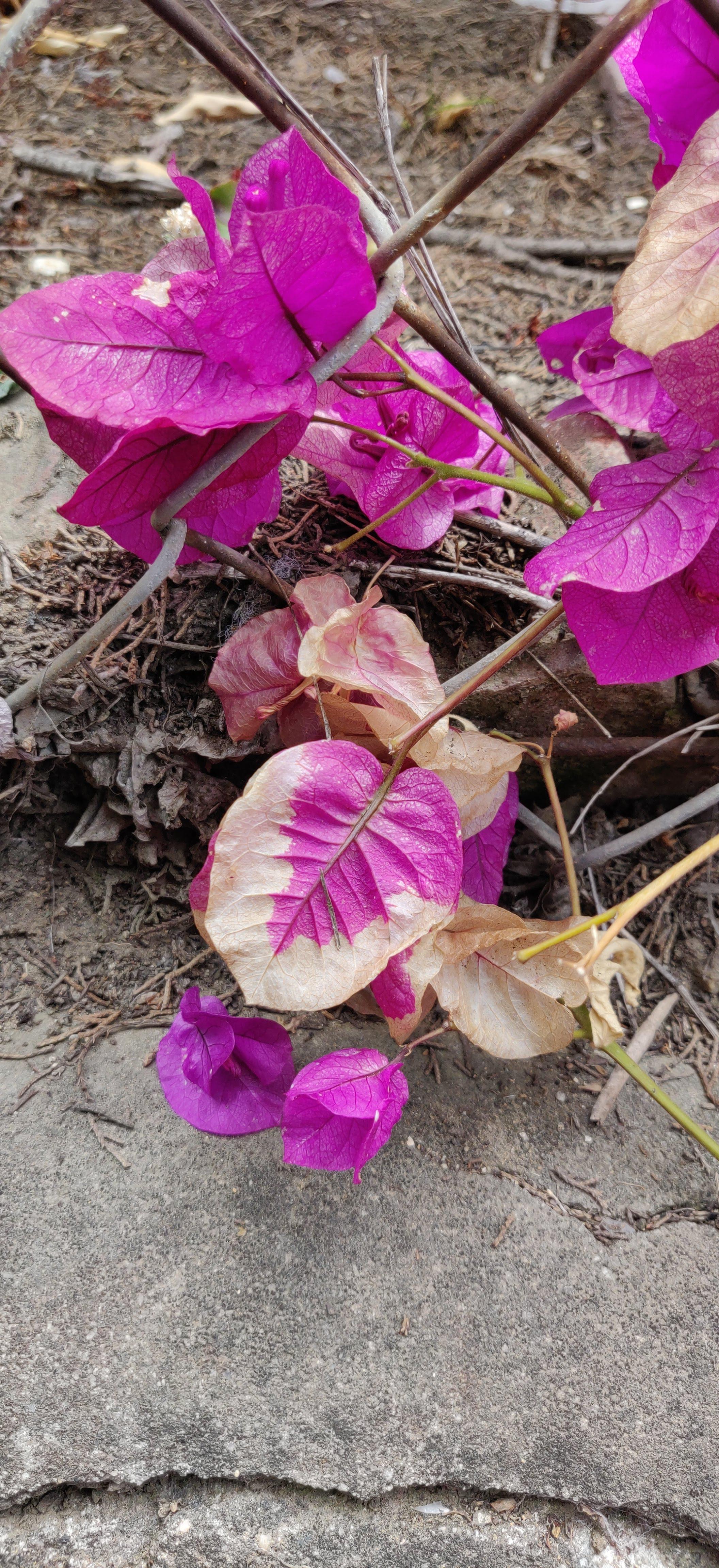 Why is my bougainvillea all brown? They've been doing great for the
