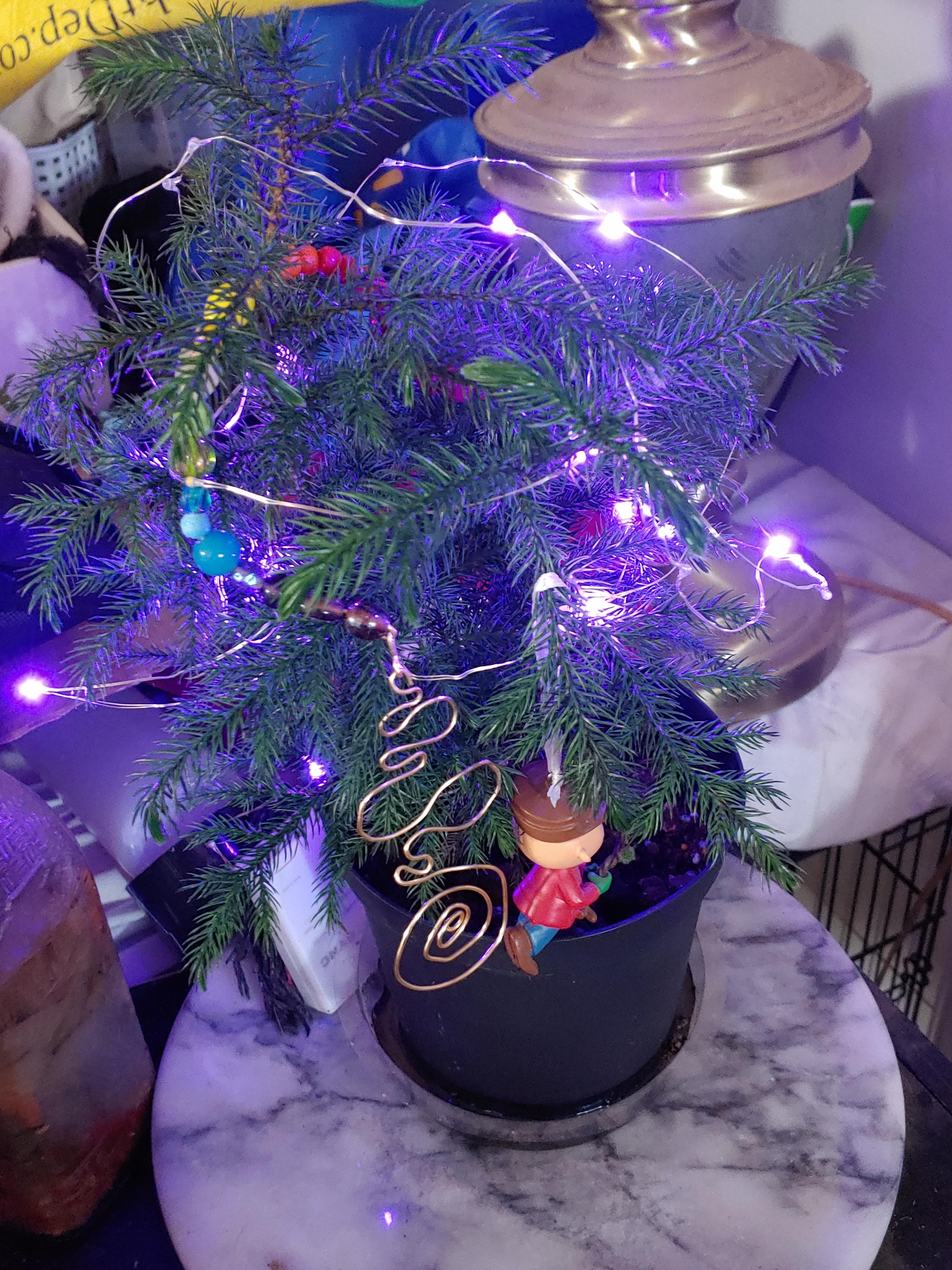 My tiny Christmas tree. r/mildlyinteresting