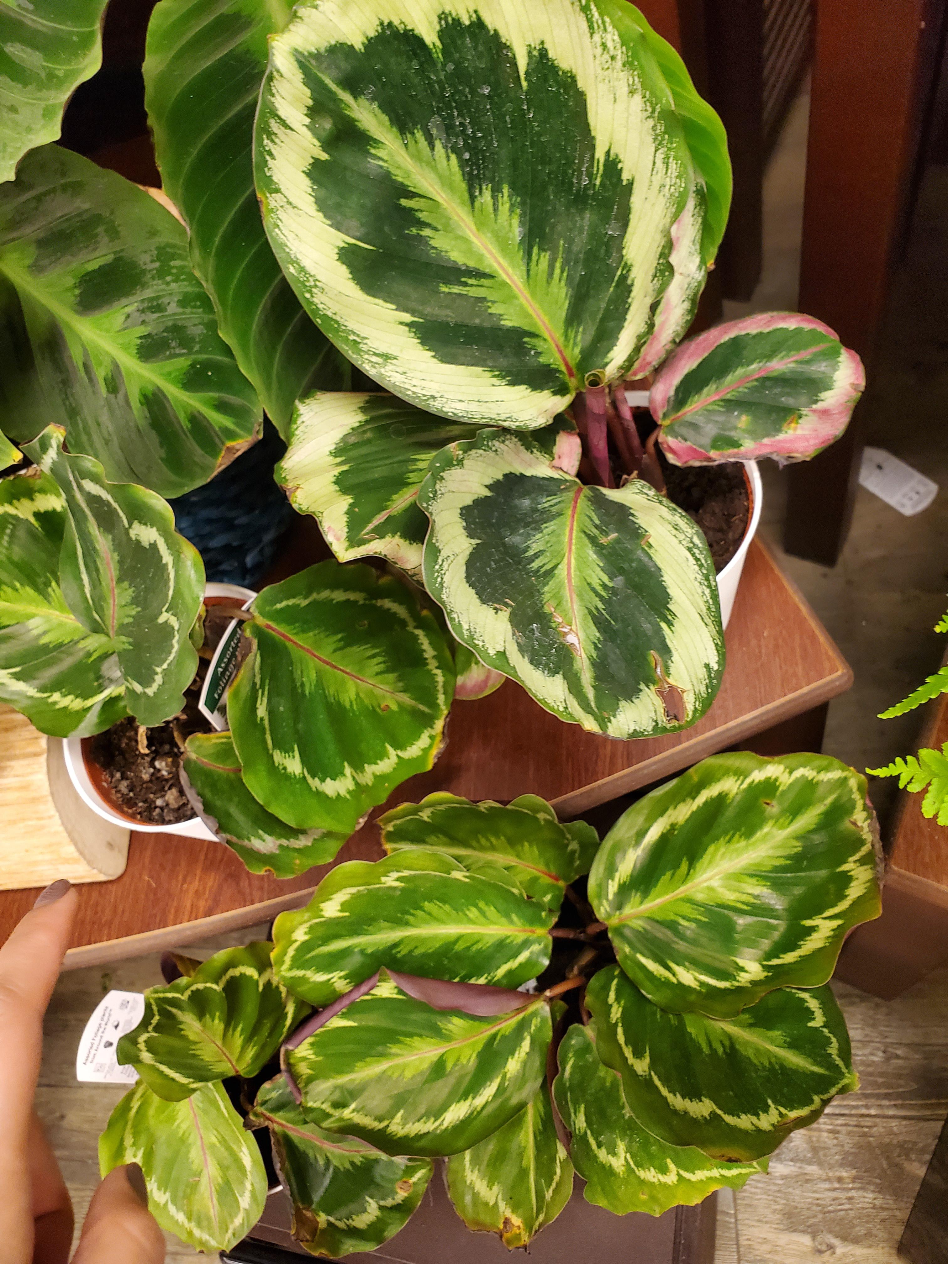 are they two different kind of Calathea? if so, Whats thier name