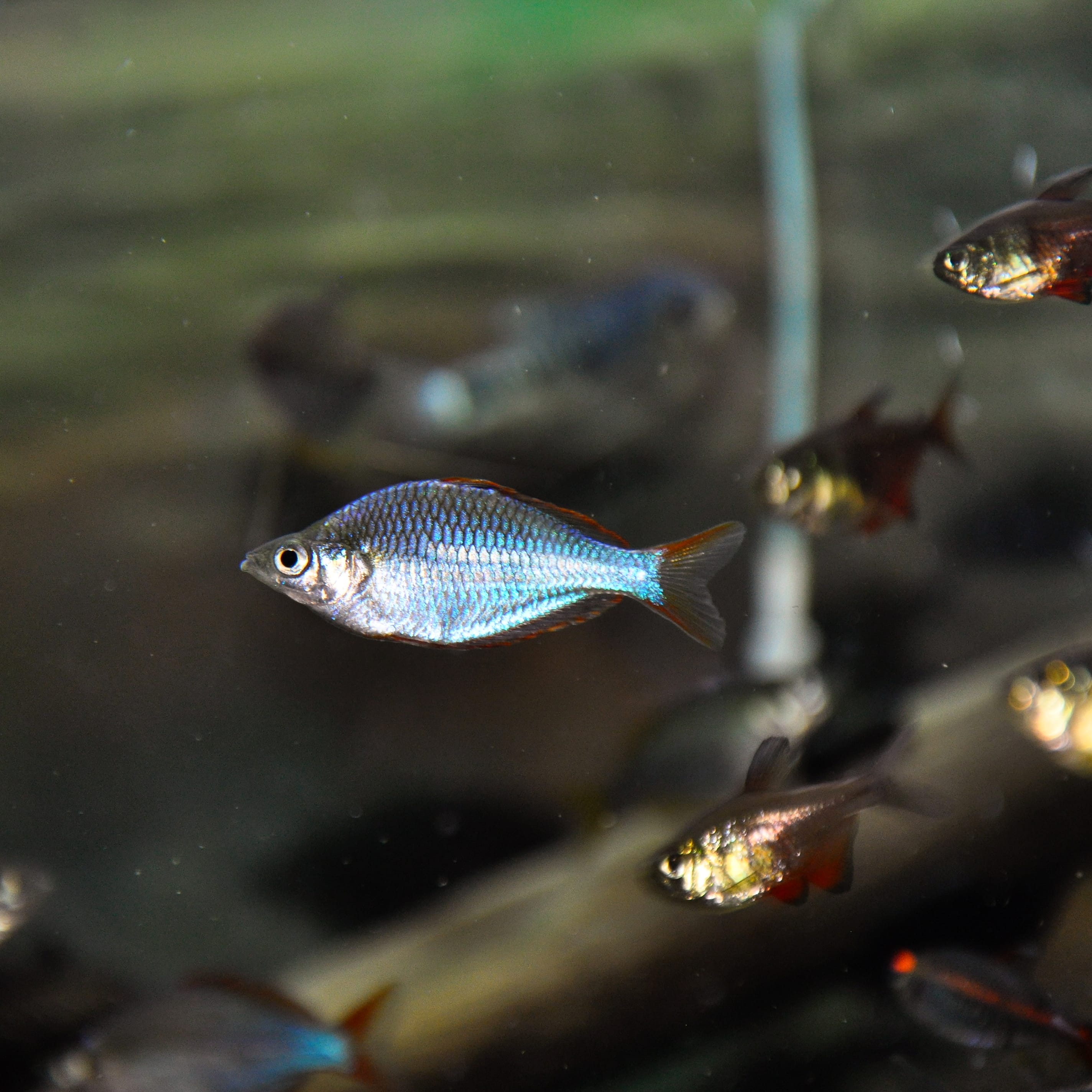 it was surprisingly hard to take picture of this fella... r/Aquariums