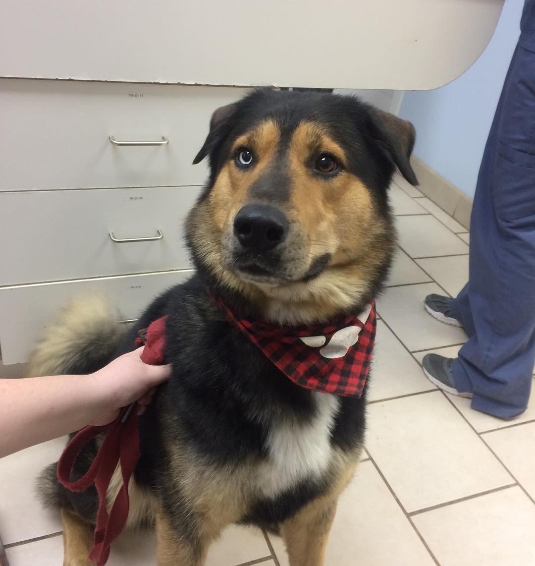Found dog at Dundas/Bathurst Front Animal Hospital has him if he’s